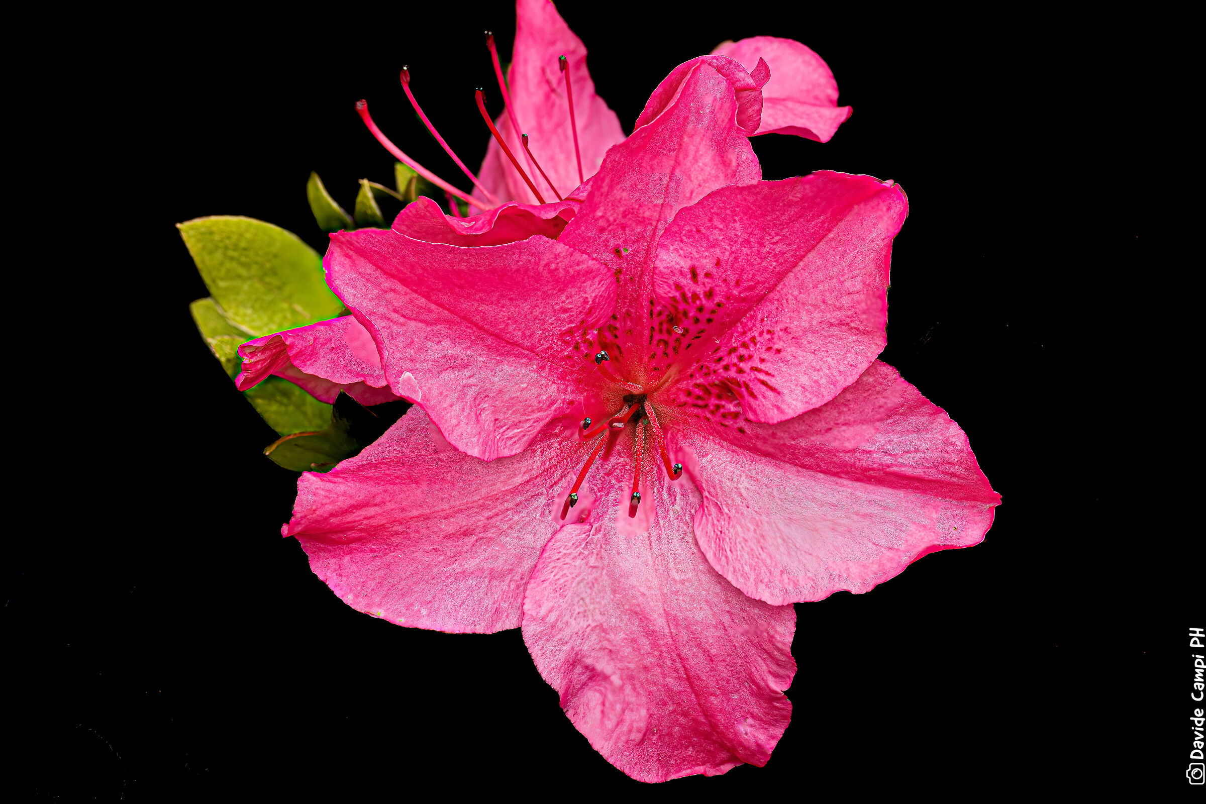 Esplosione di colore