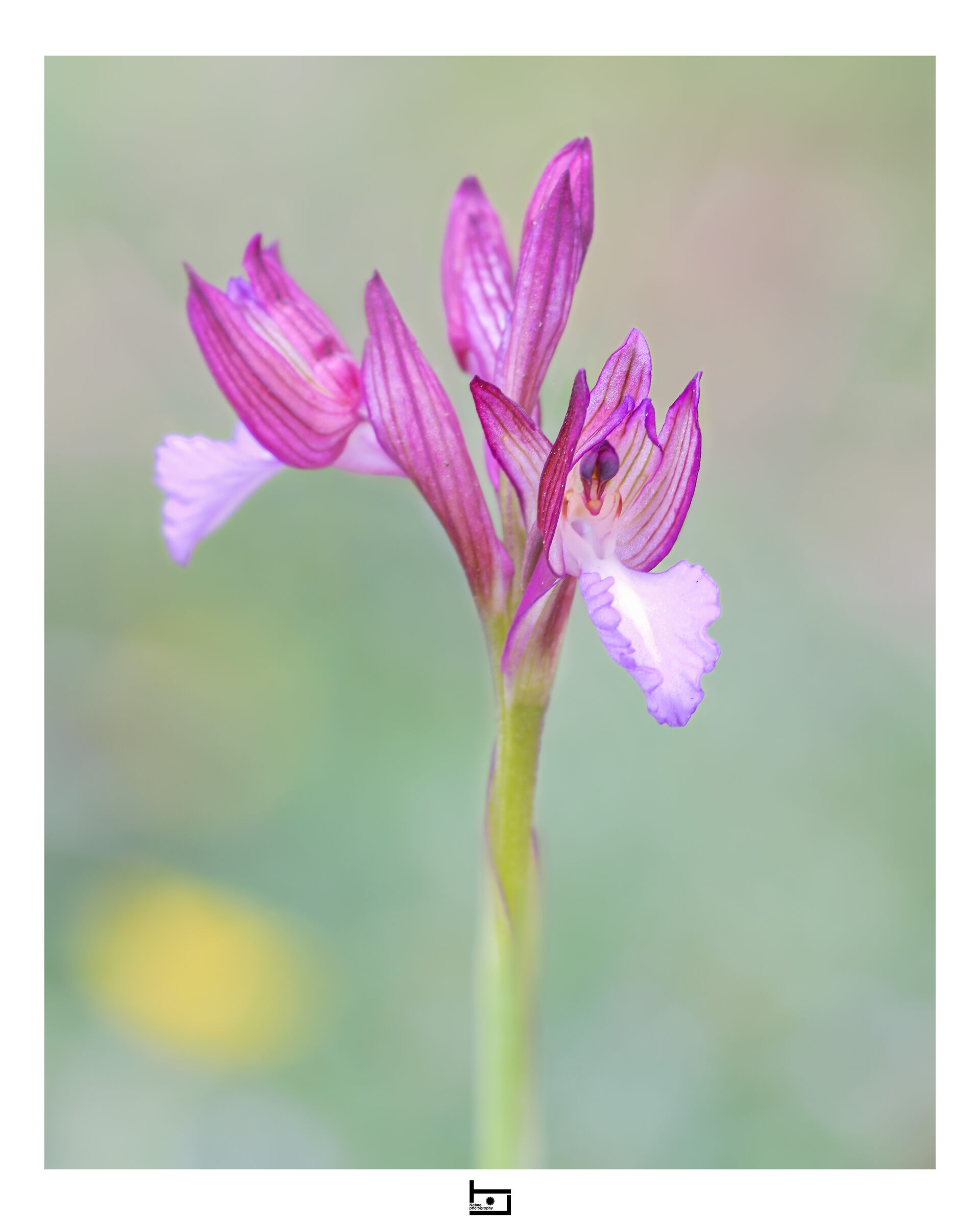 Archetype10/model=?:Anacamptis-papilionacea: