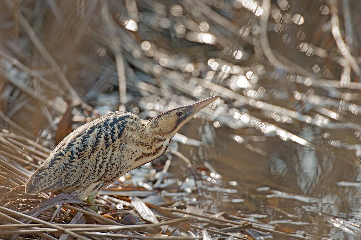 Bittern