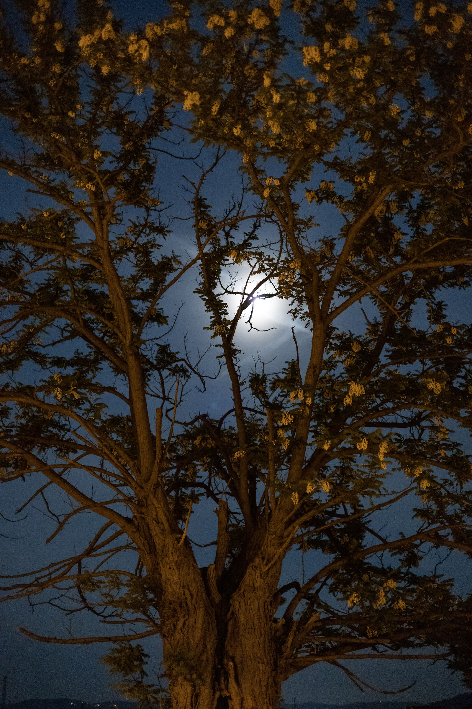 Albero al chiar di luna