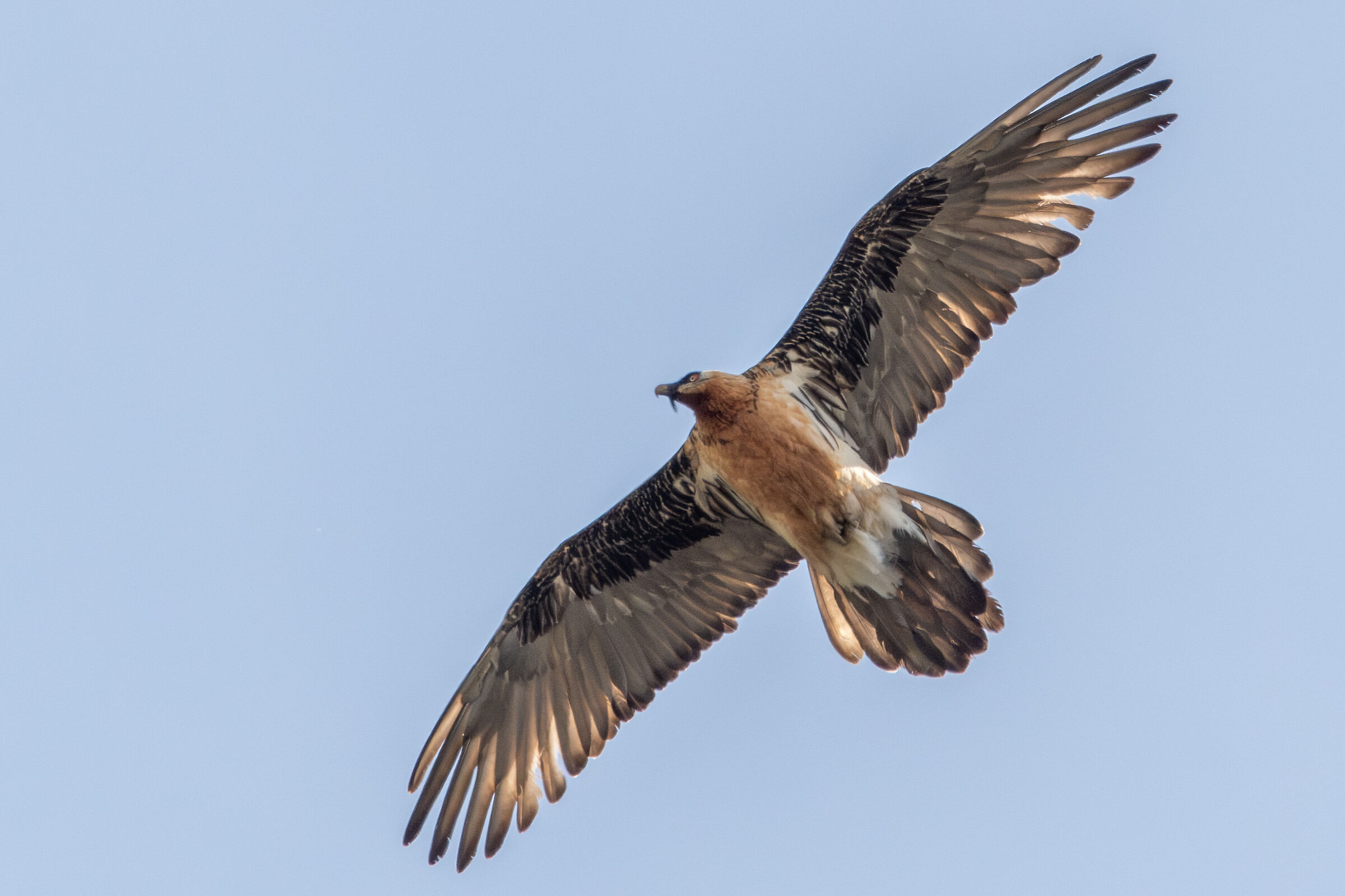 His Majesty the Bearded Bearded Vulture of the Stelvio