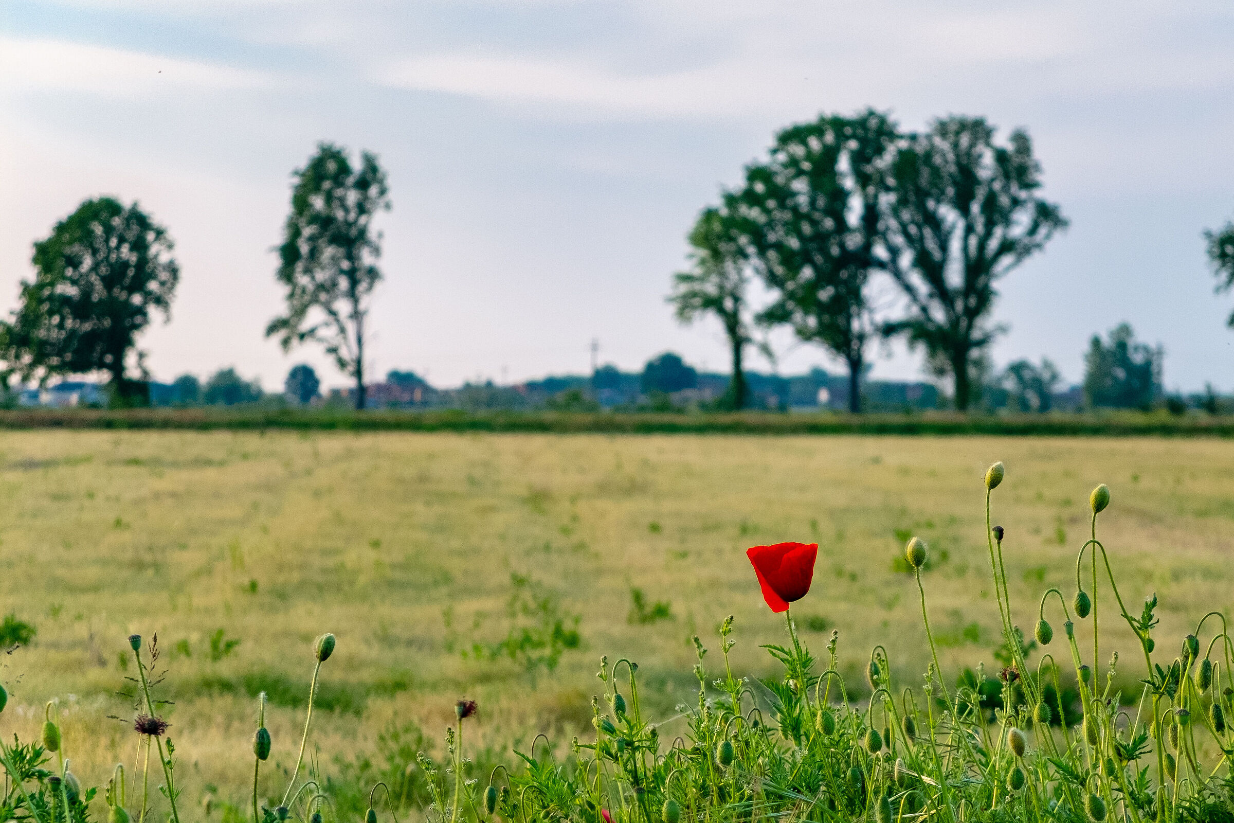 Solitario