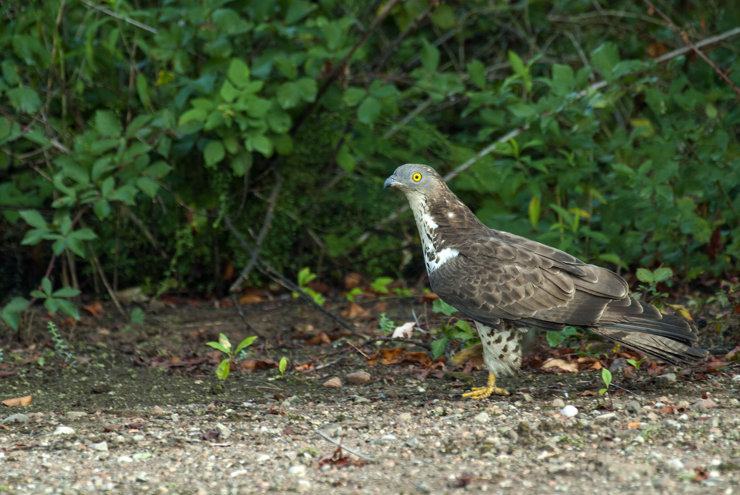 Honey buzzard