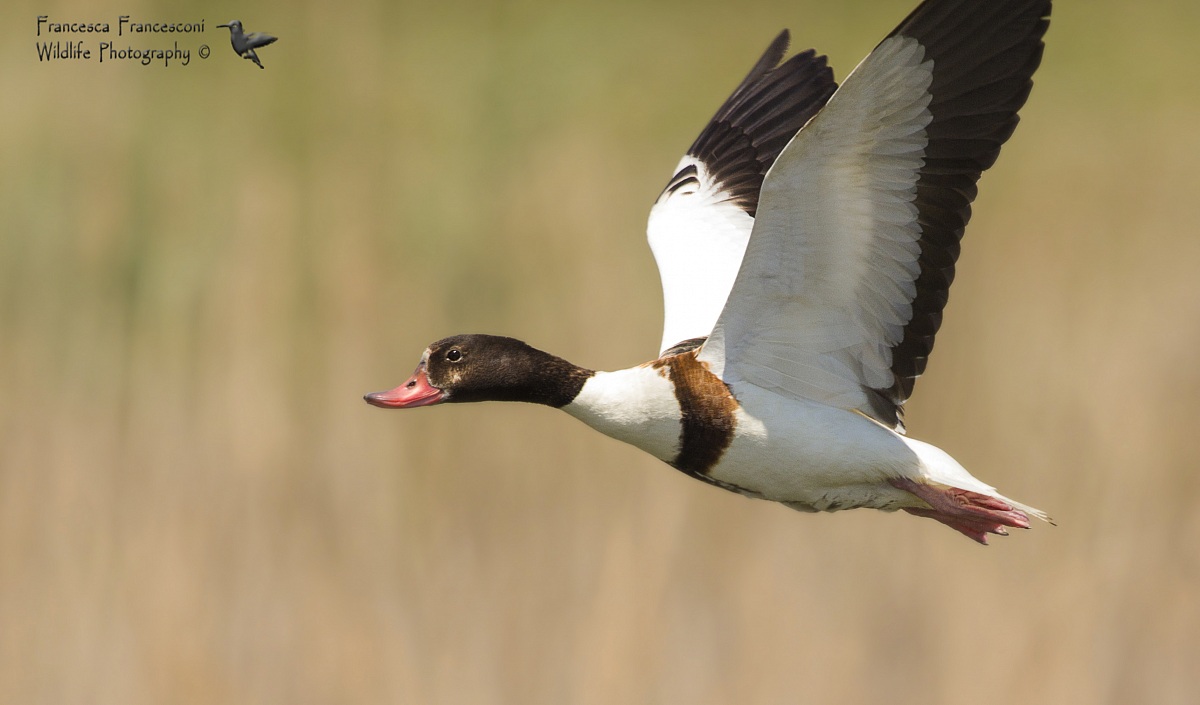 Female Shelduck