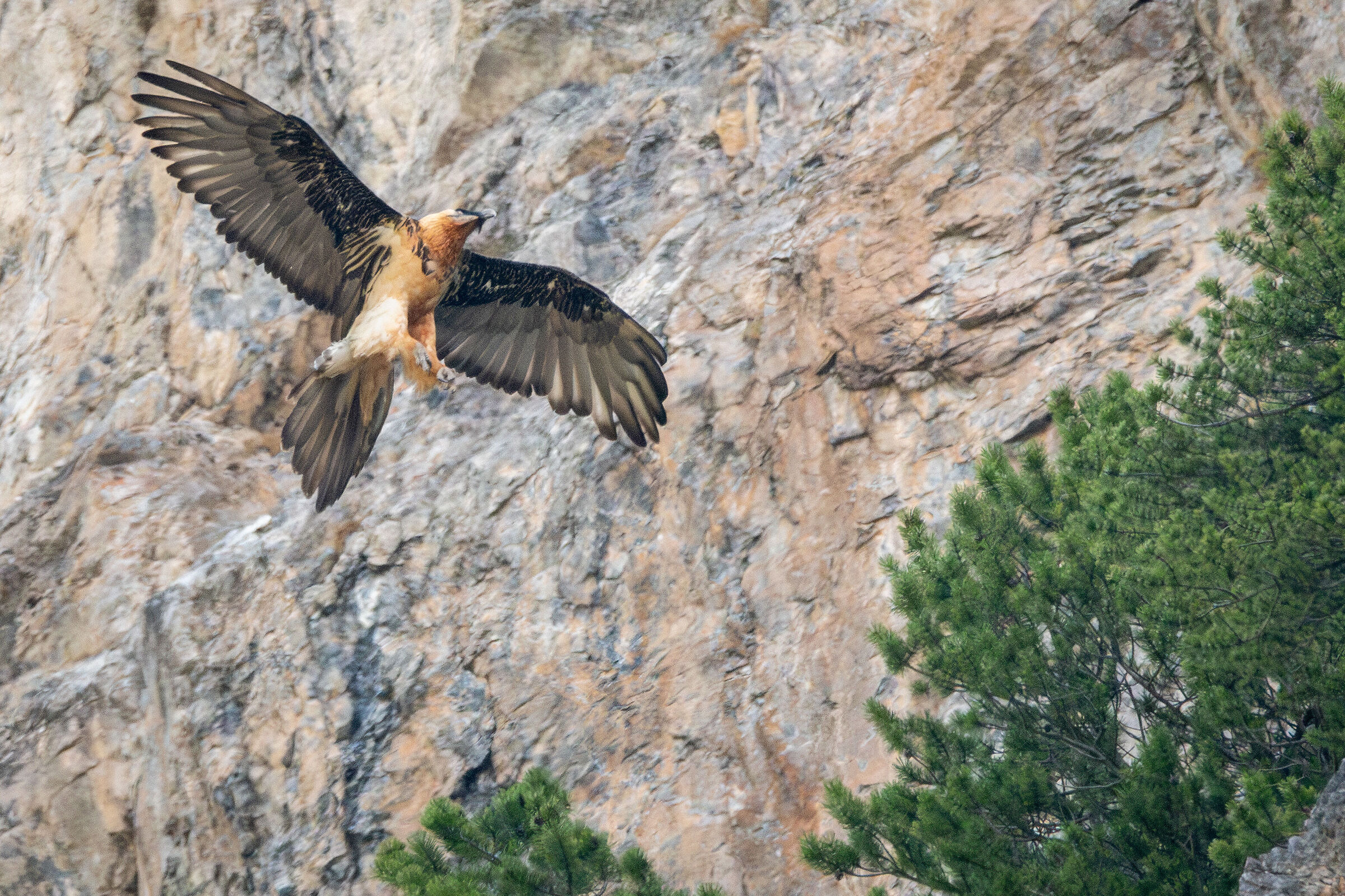 Gipeto rientra al nido