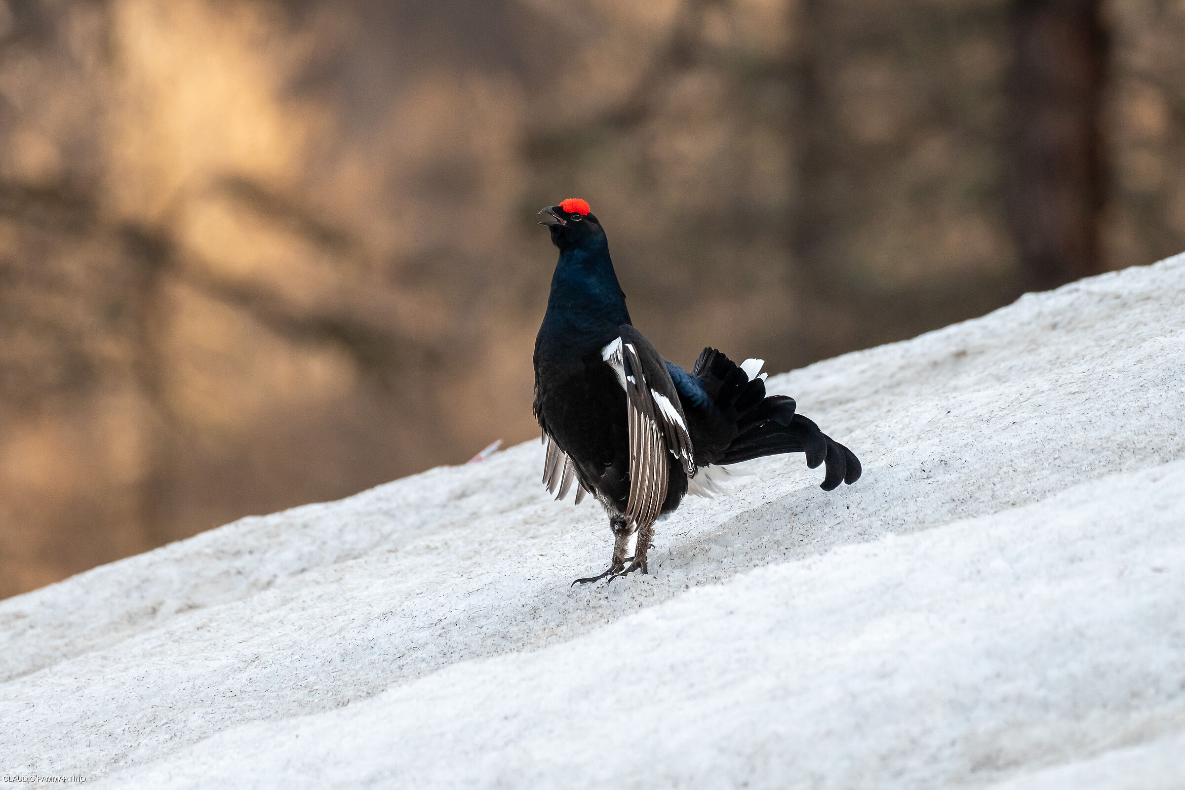 Black grouse