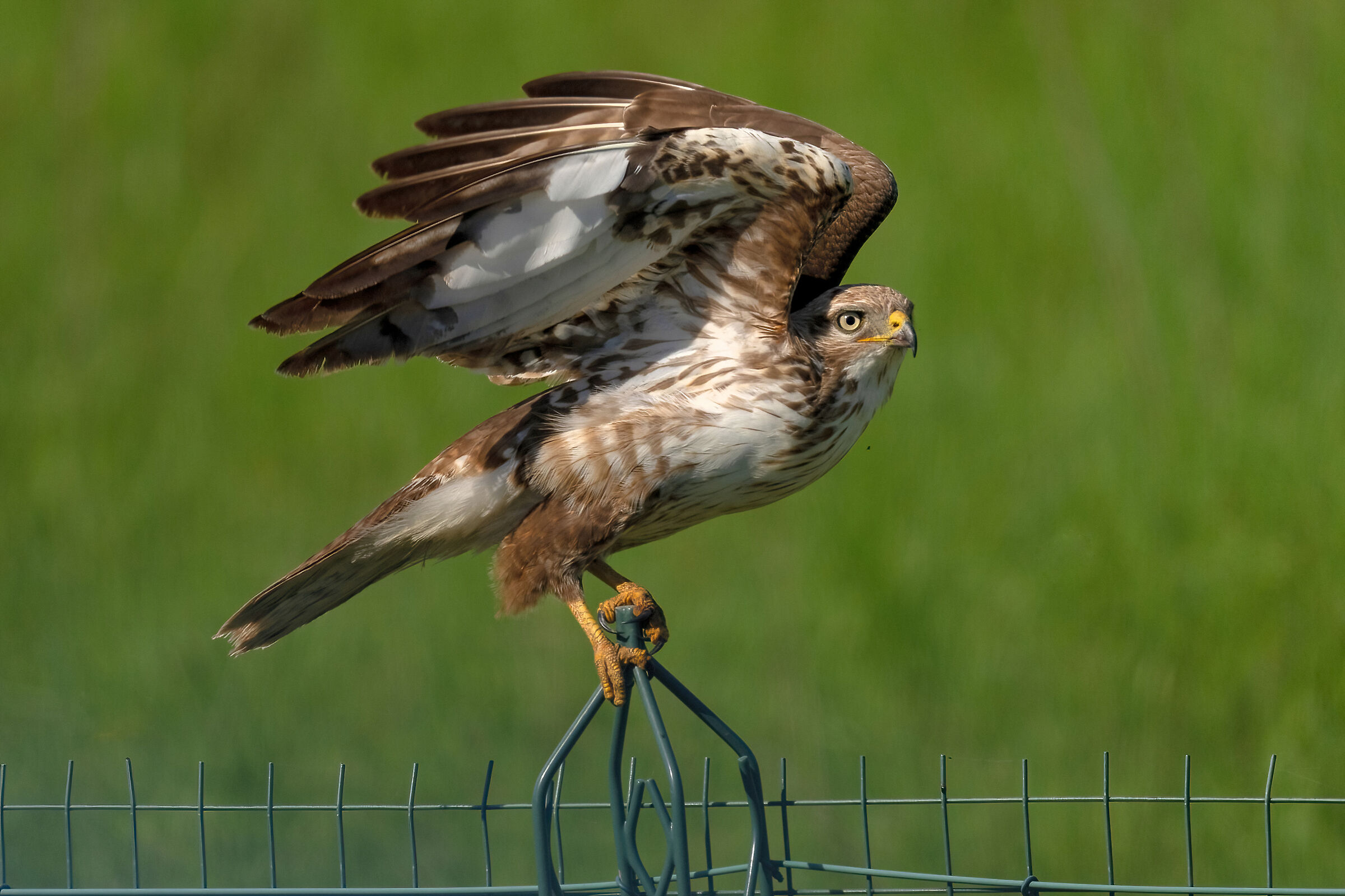 Buzzard (Buteo buteo)