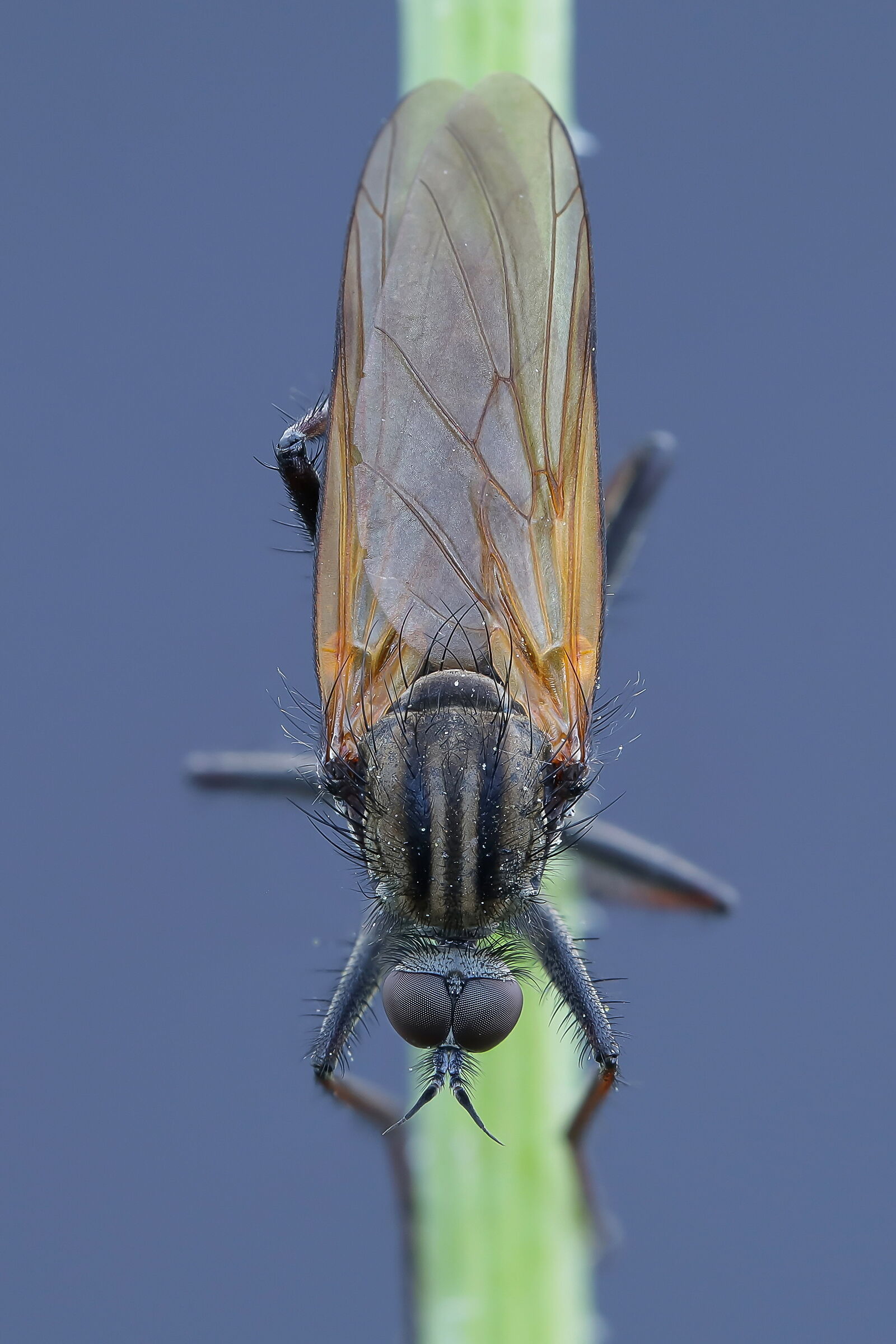 Empis sp. z o.o.