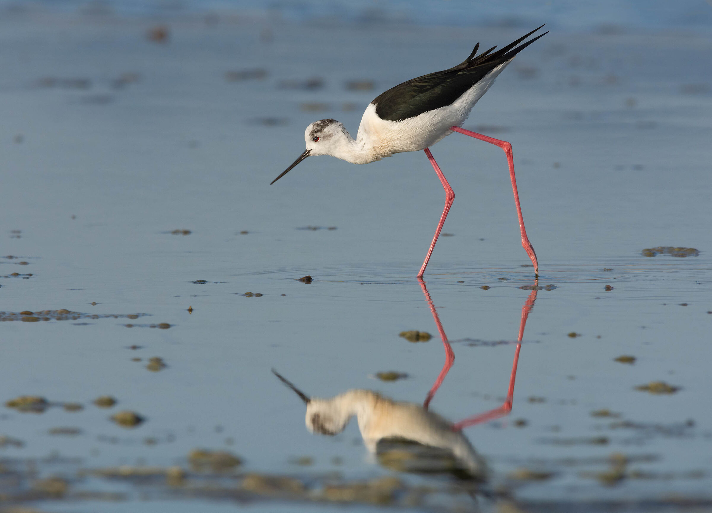 La danza del cavaliere