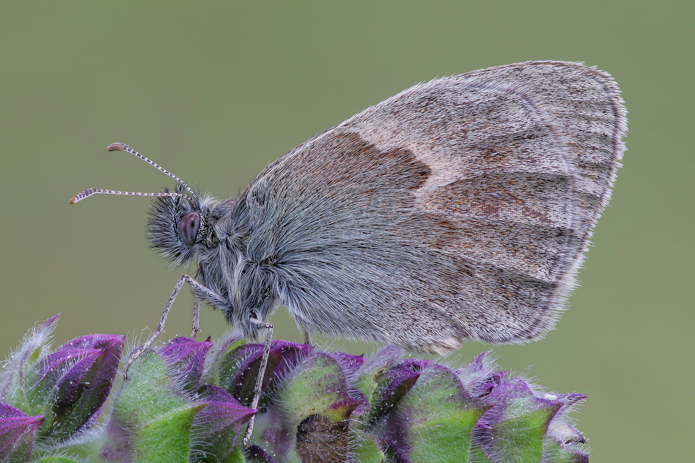Coenonympha pamphilus