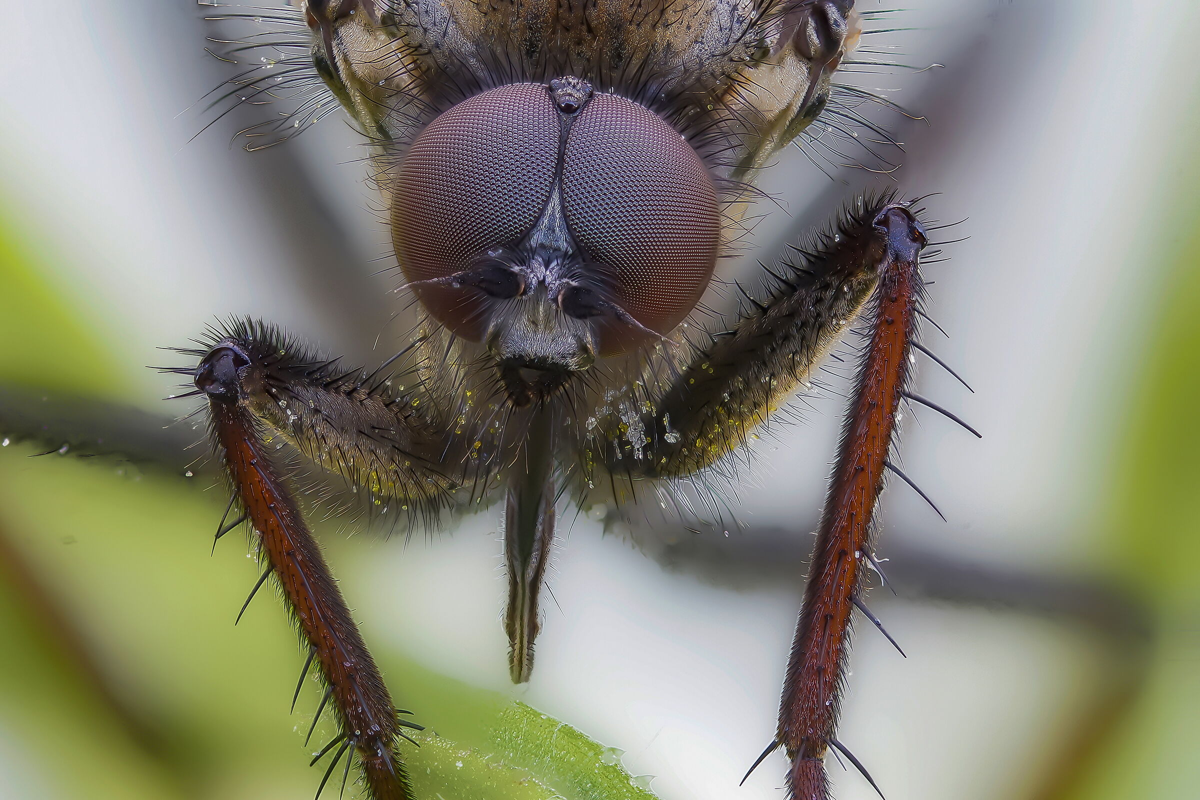 Empis sp. z o.o.