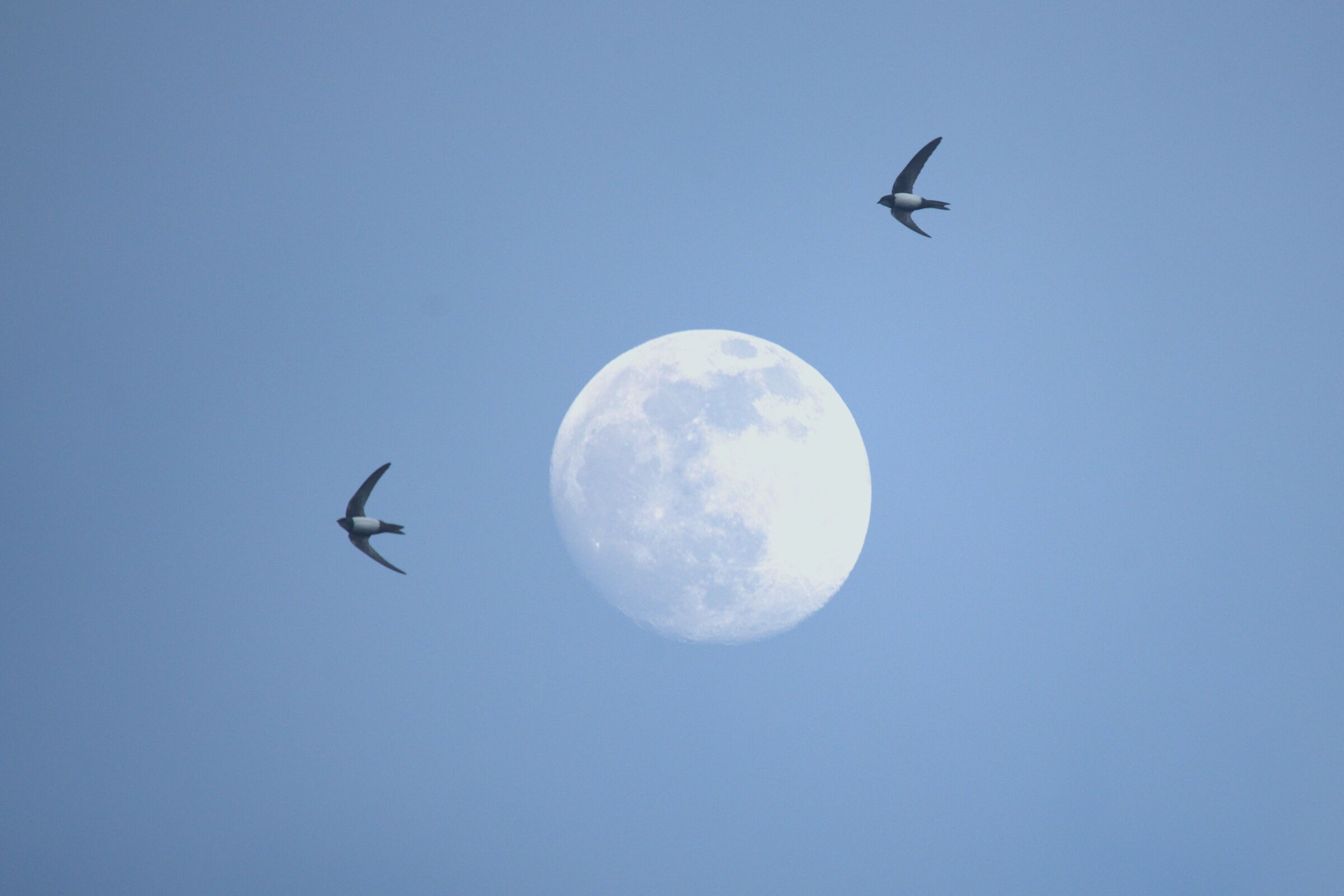 volando attorno alla luna
