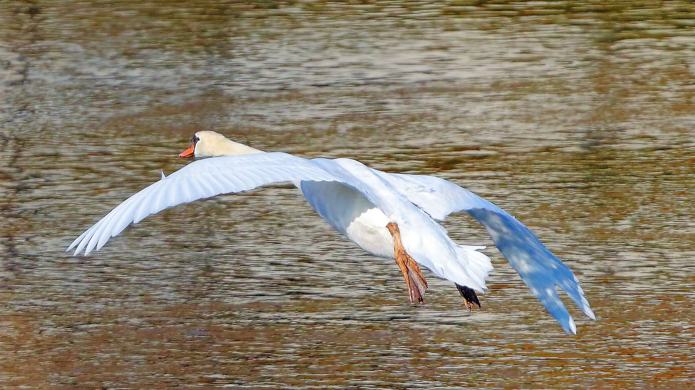 Cigno R 13 febbraio 2023