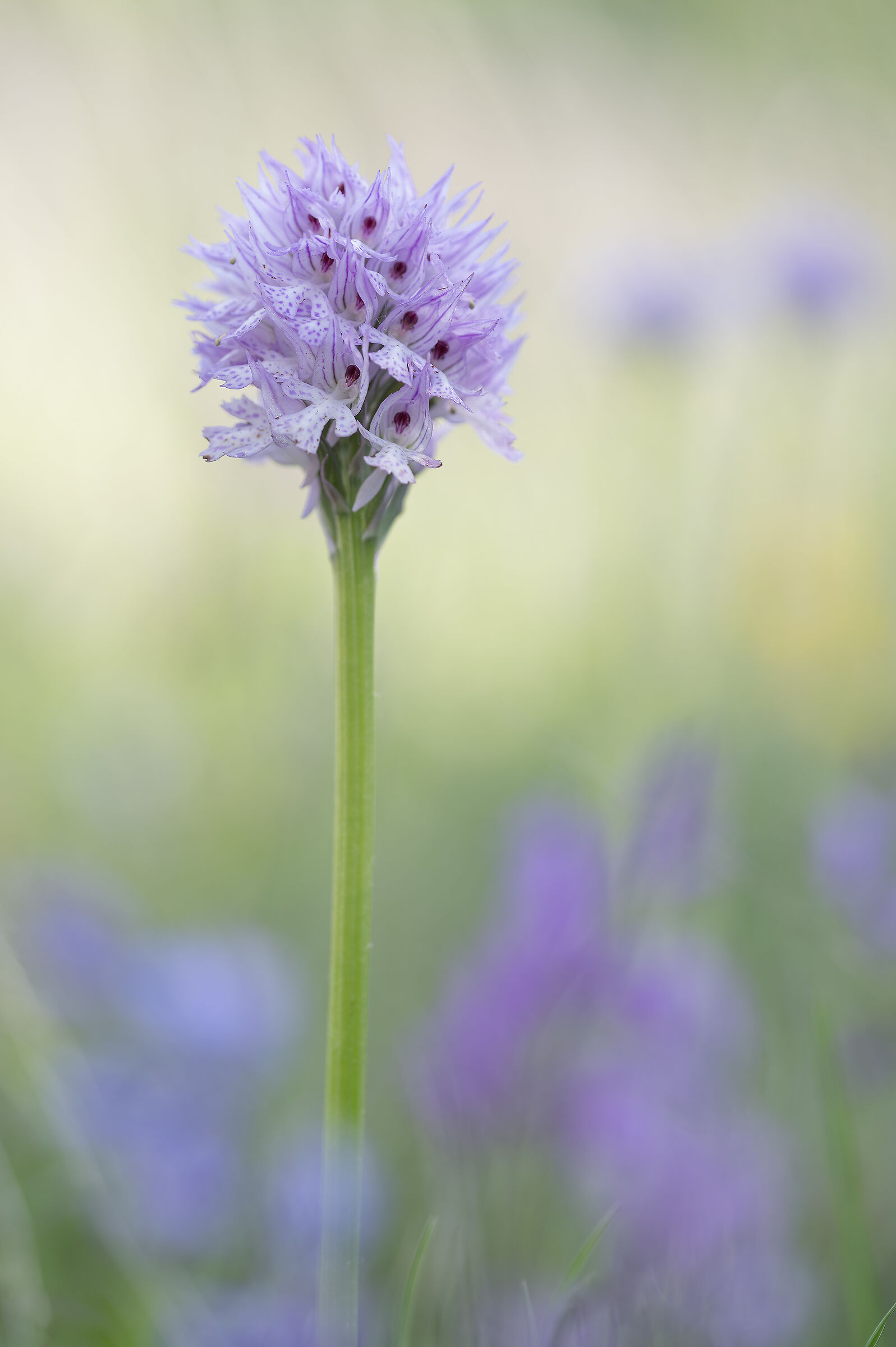 Orchis italica