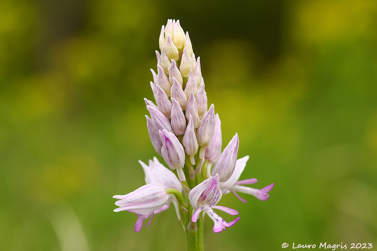 Orchidea militare chiara