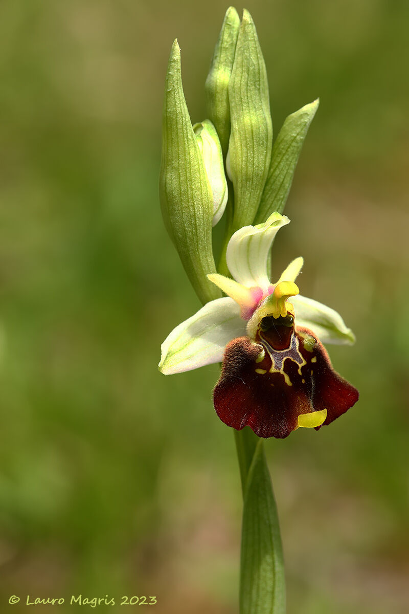 Ophrys holosericea