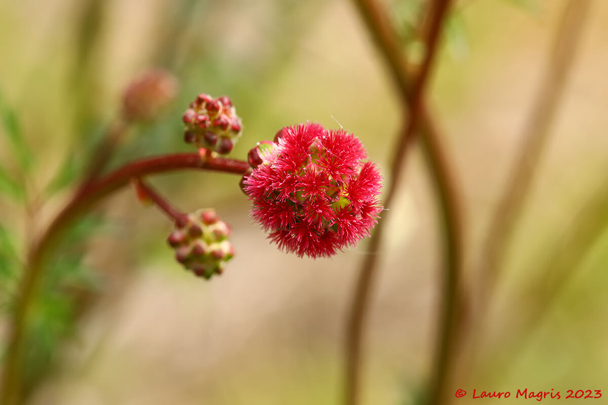 Sanguisorba minore