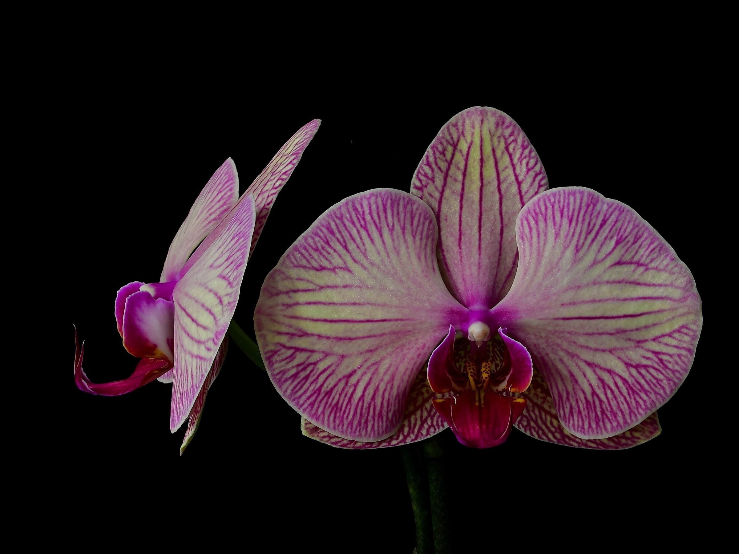 Di fronte e di profilo ( ma sempre Orchidea)