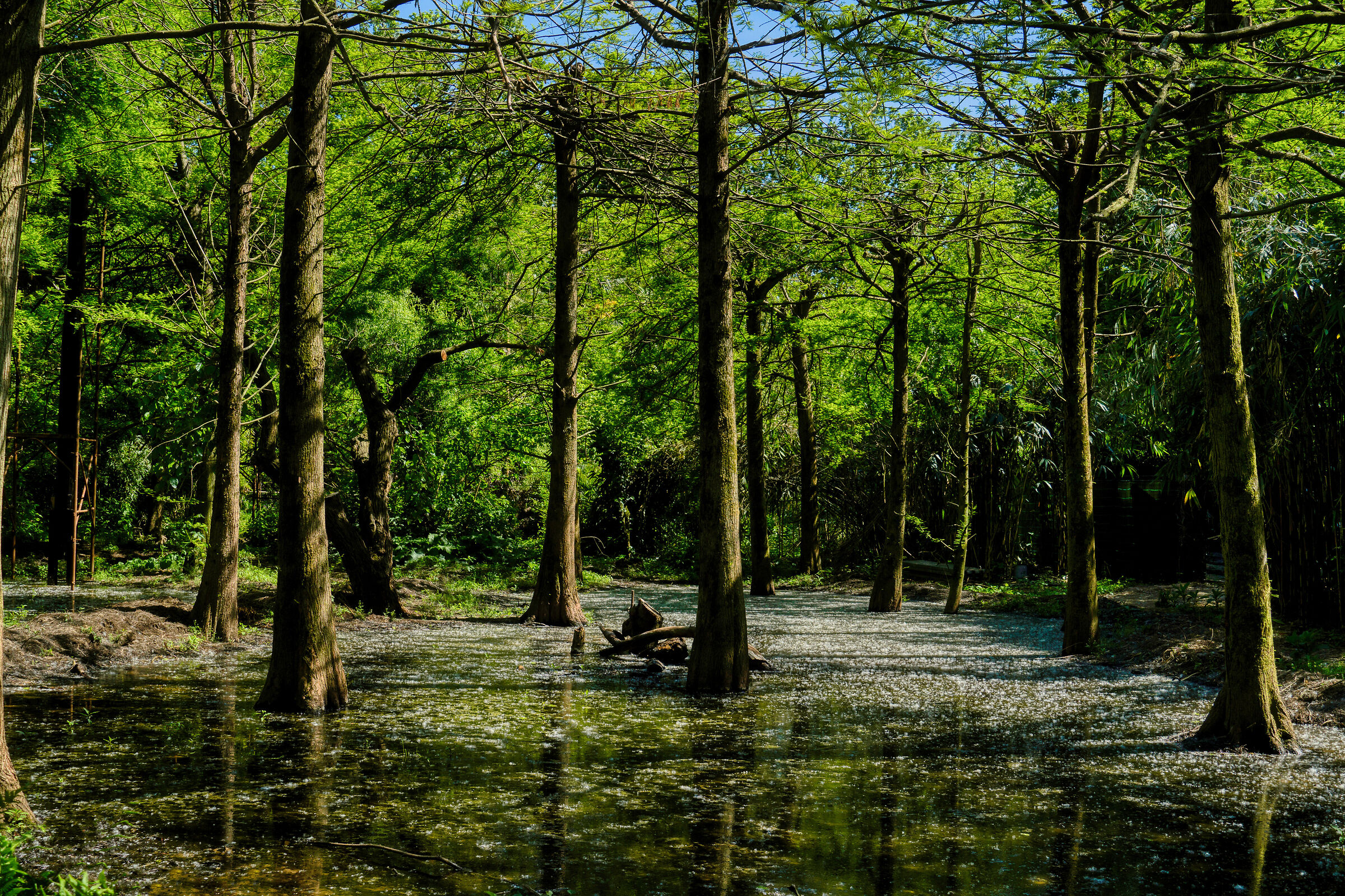 Il bosco, l'acqua e i "piumini" dei pioppi.