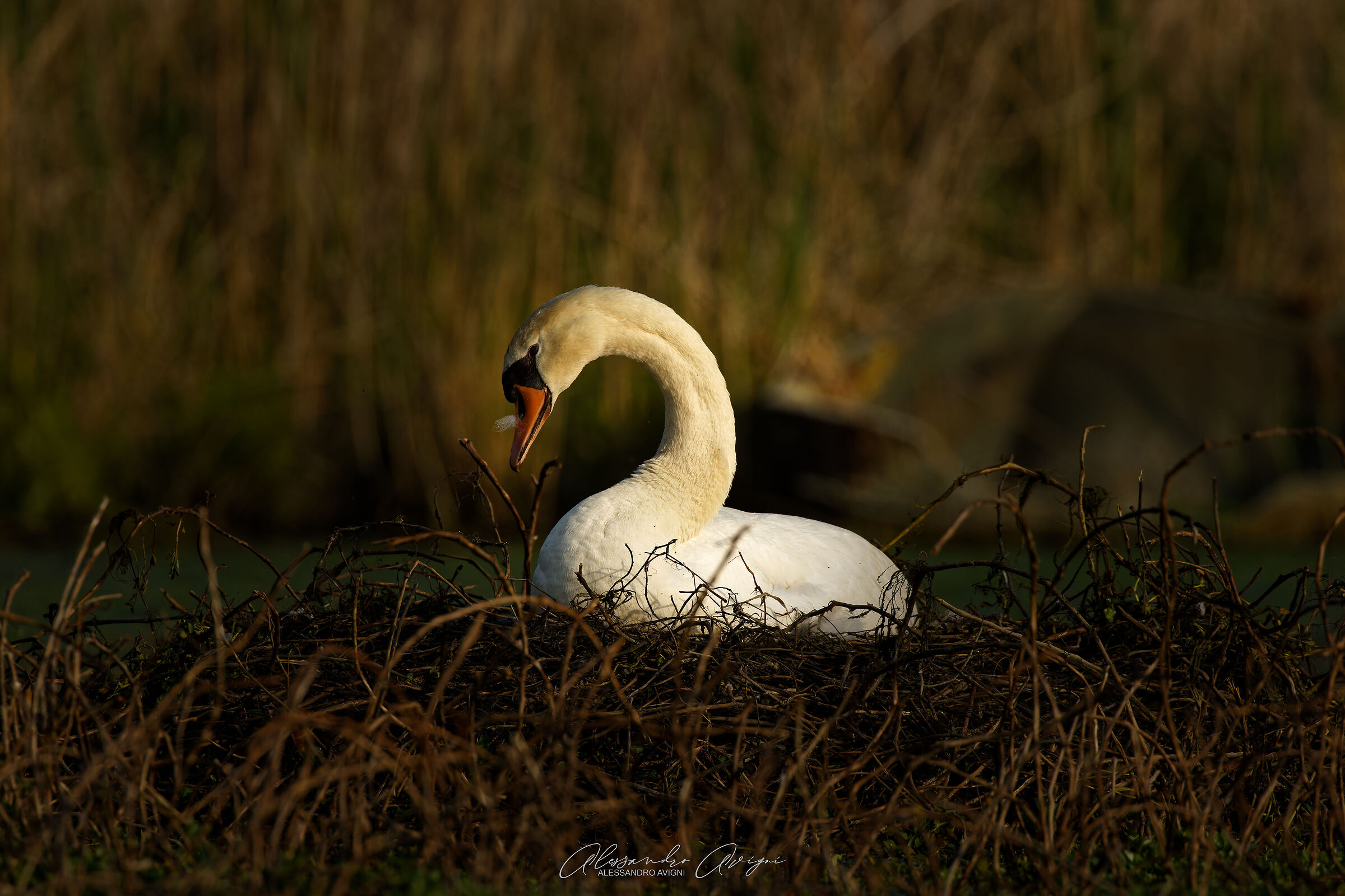 Cigno Reale