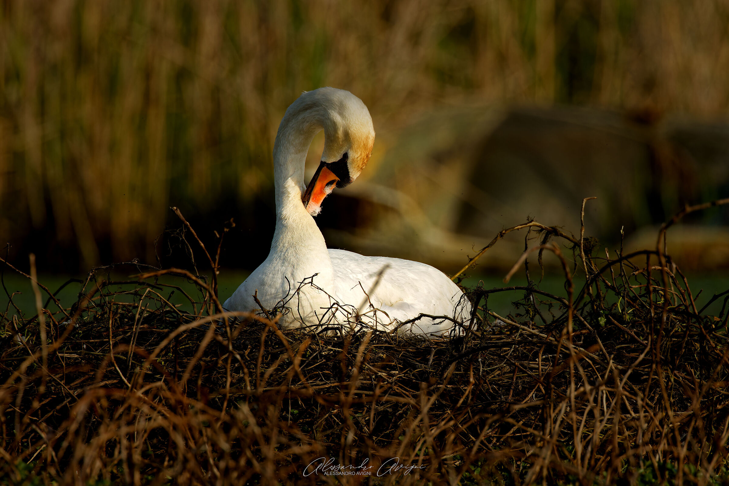 Cigno Reale