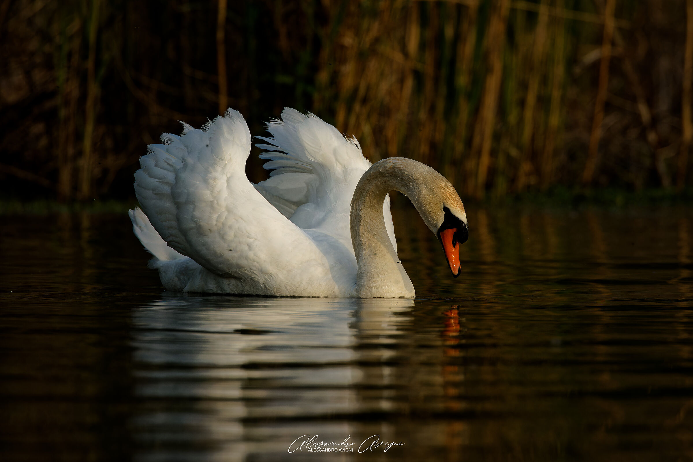 Cigno Reale