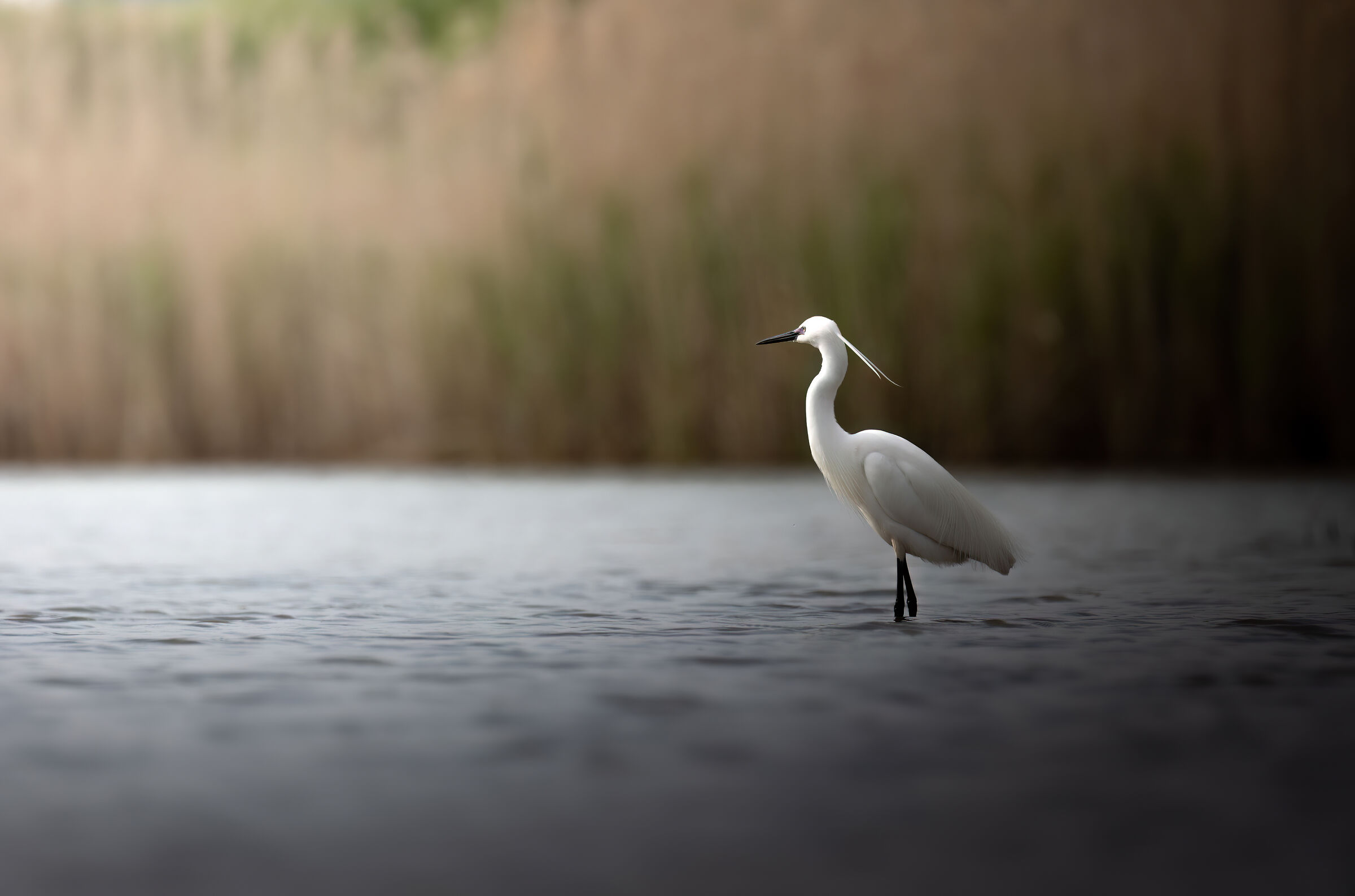 Lonely egret