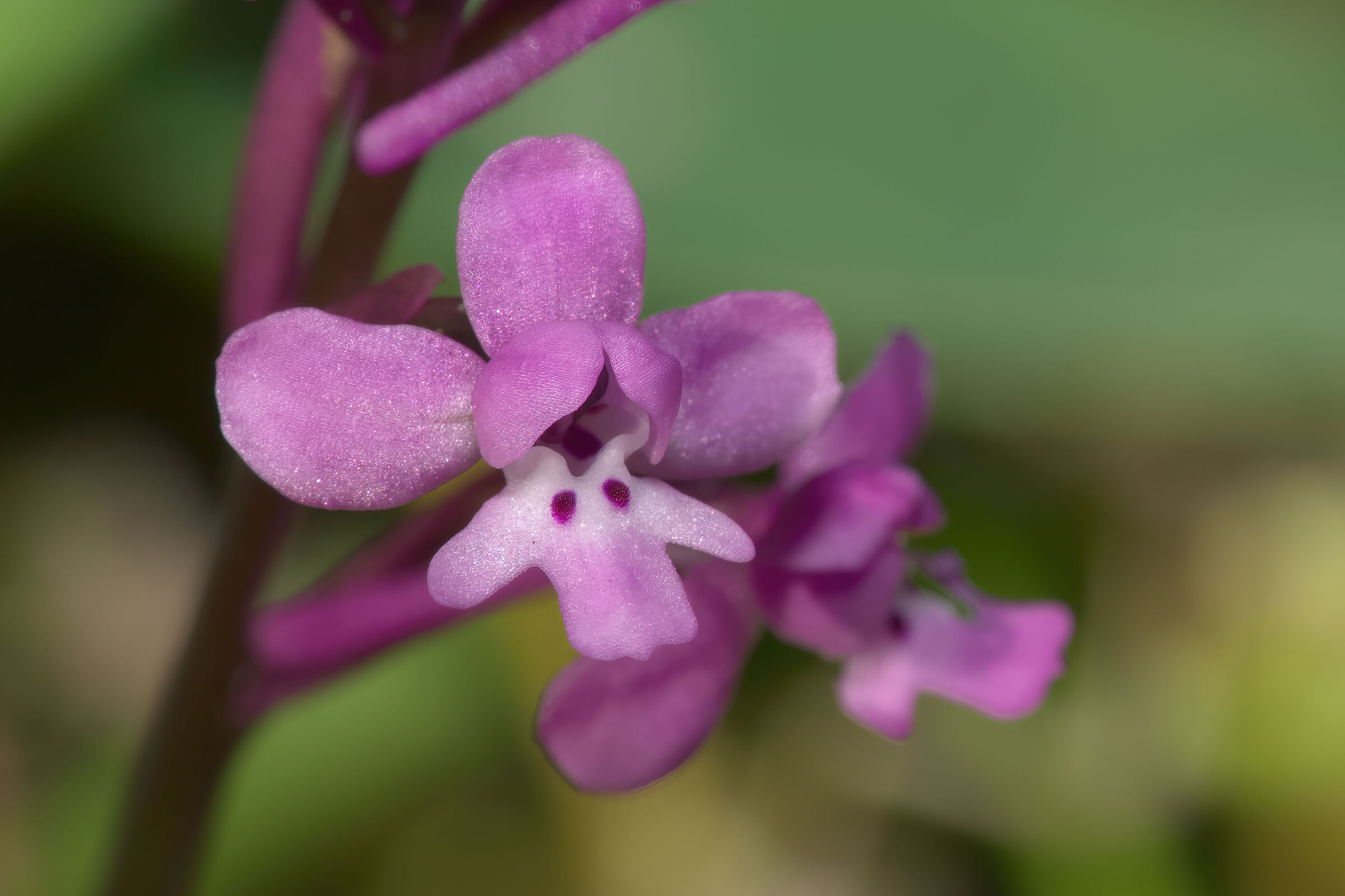 Orchis brancifortii