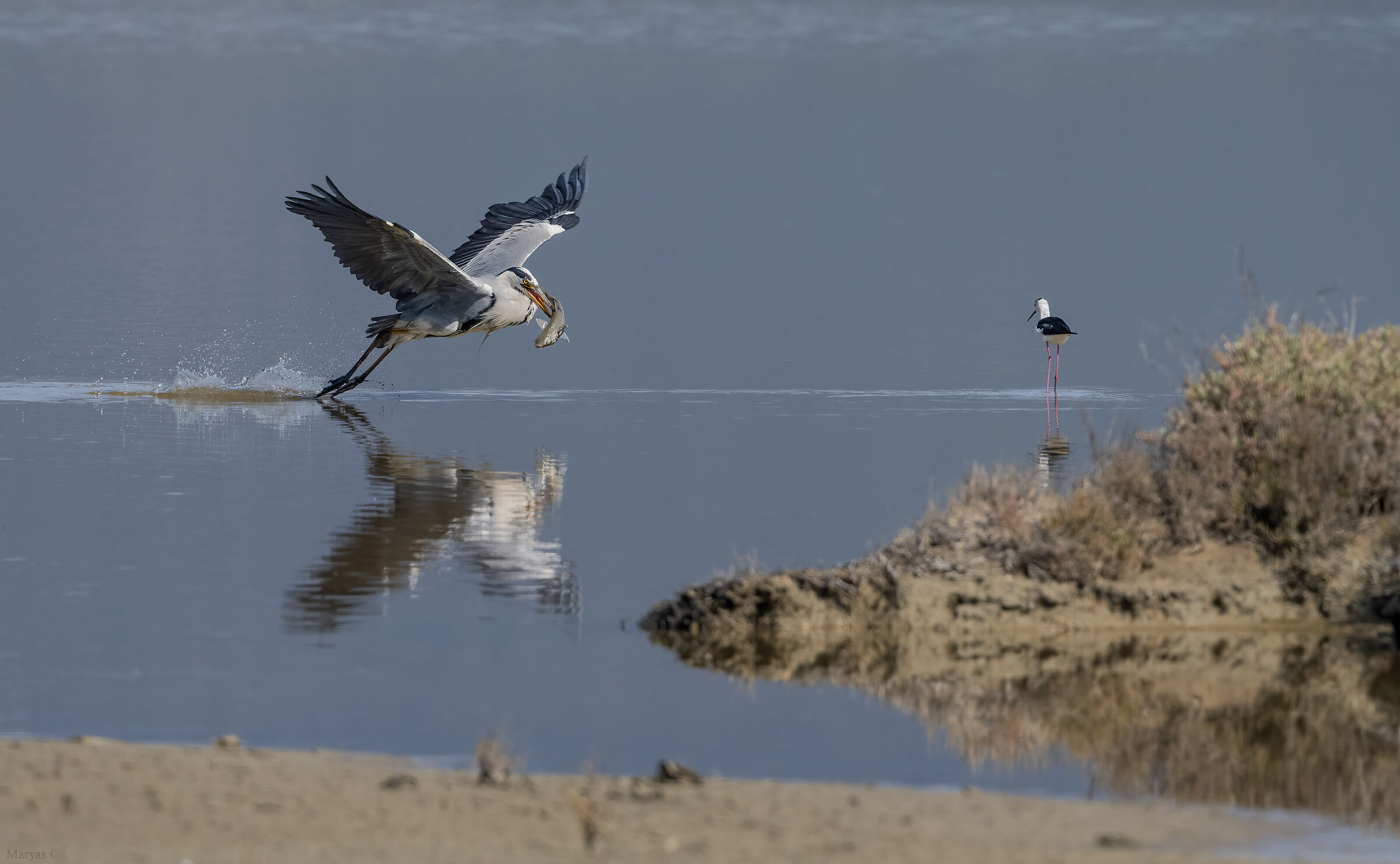 Verso l'isola del tranquillo spuntino
