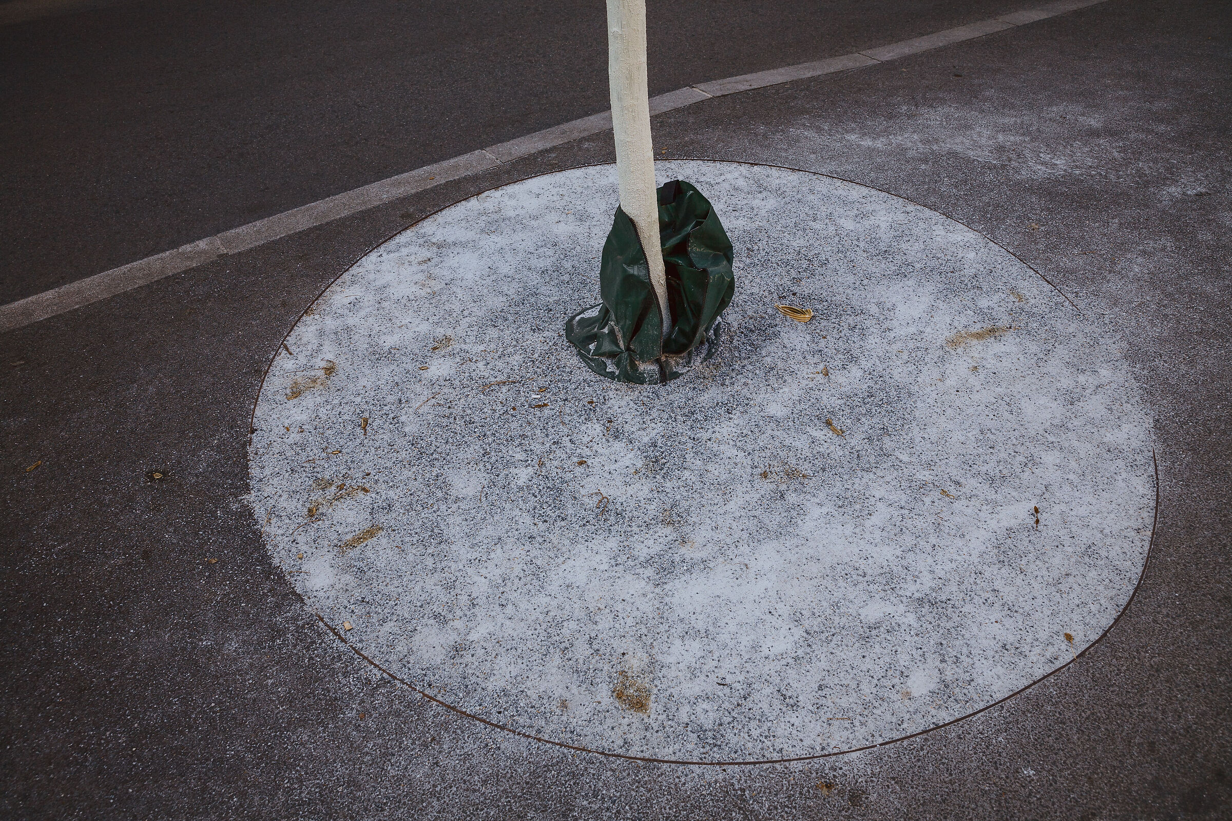A circle with a tree and a line.