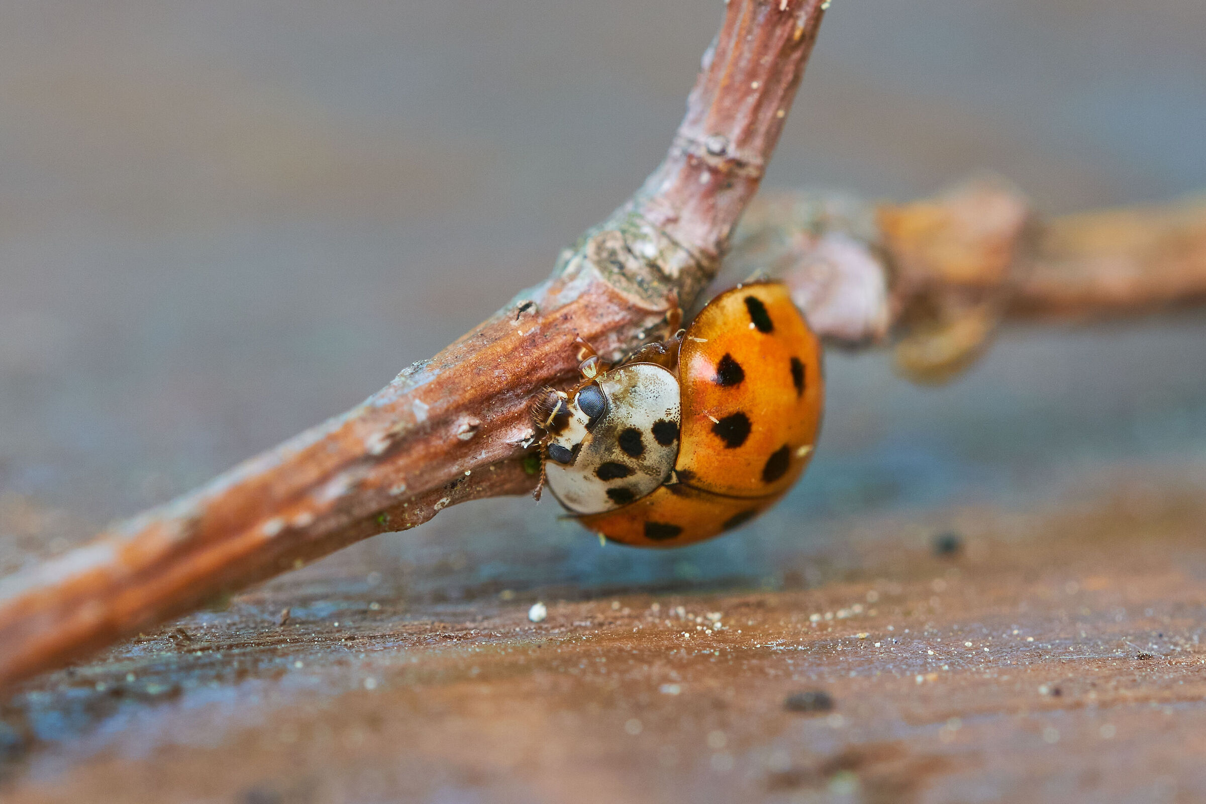 Ladybird