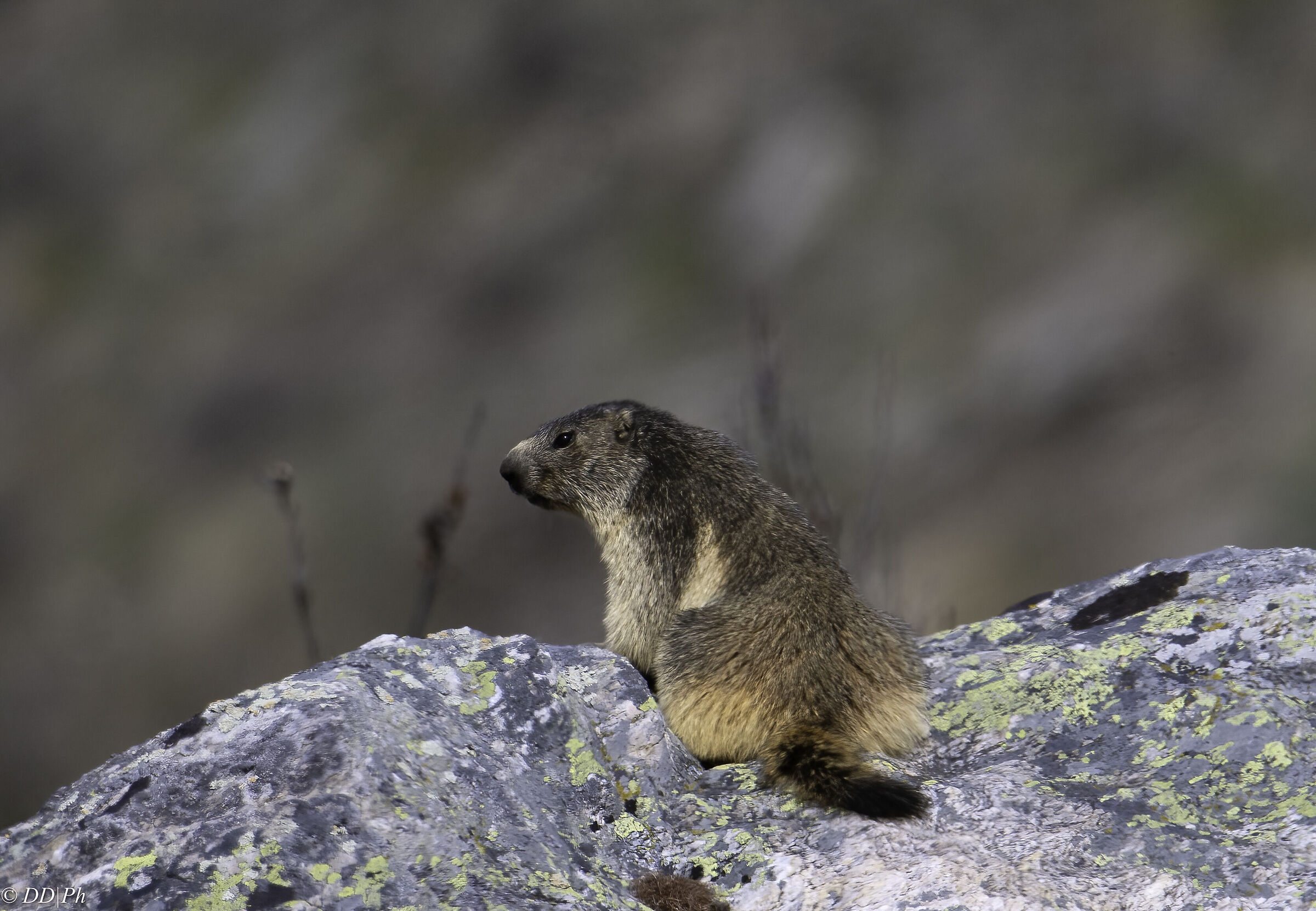 Marmot