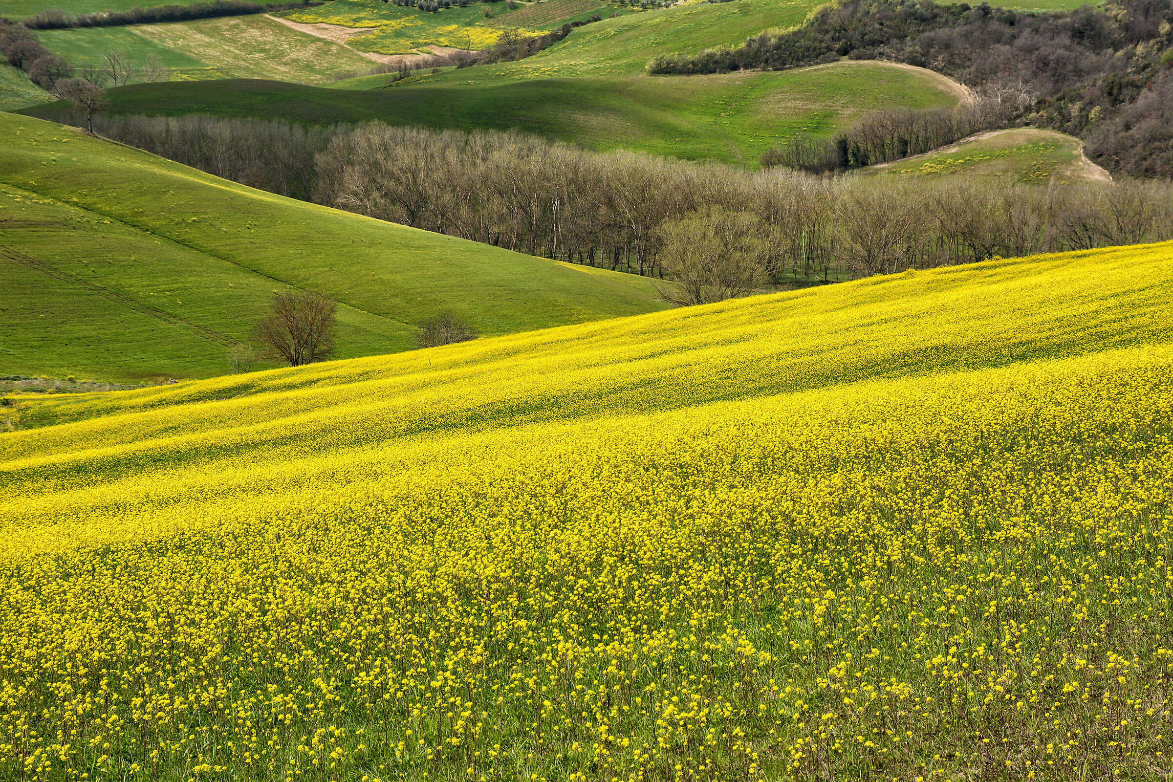 Giallo colza
