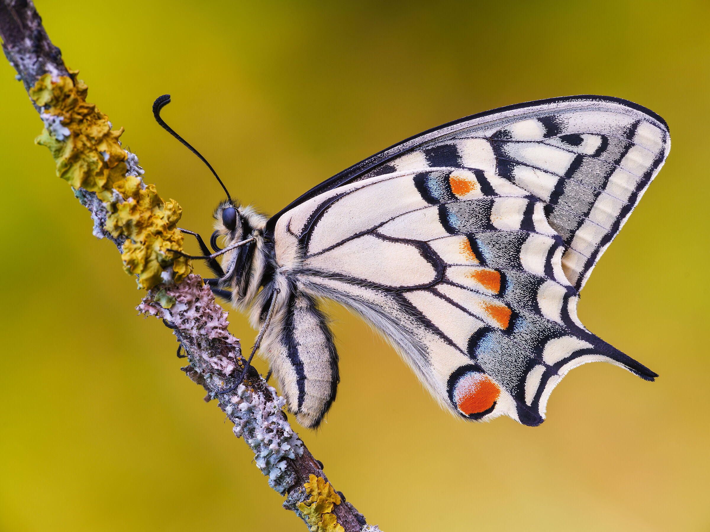 Swallowtail