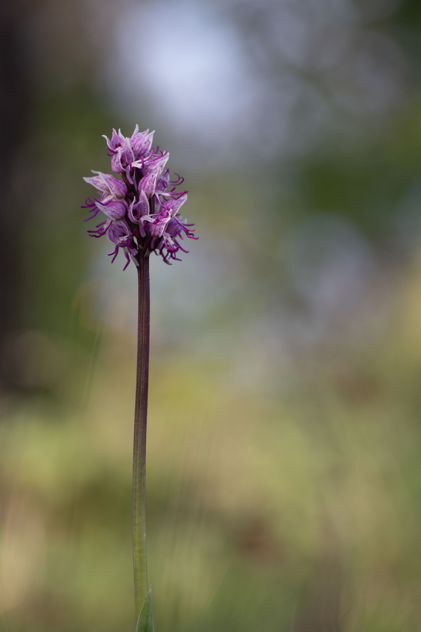 Orchis militaris