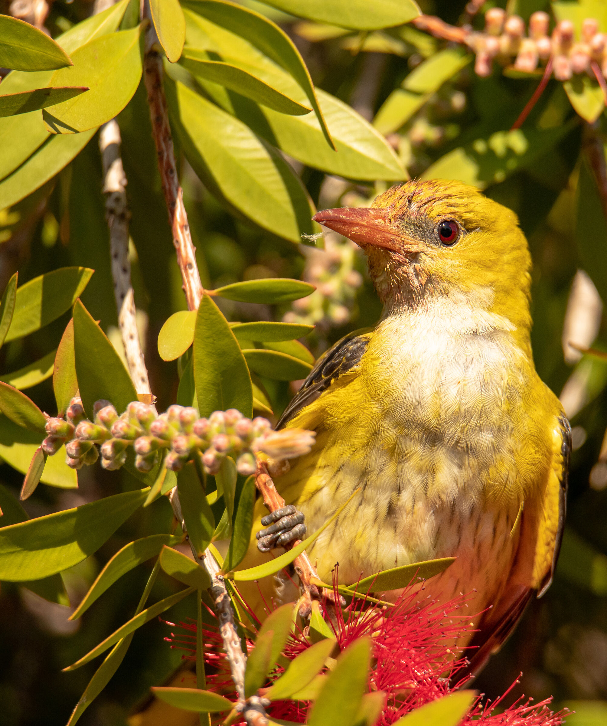 Golden oriole
