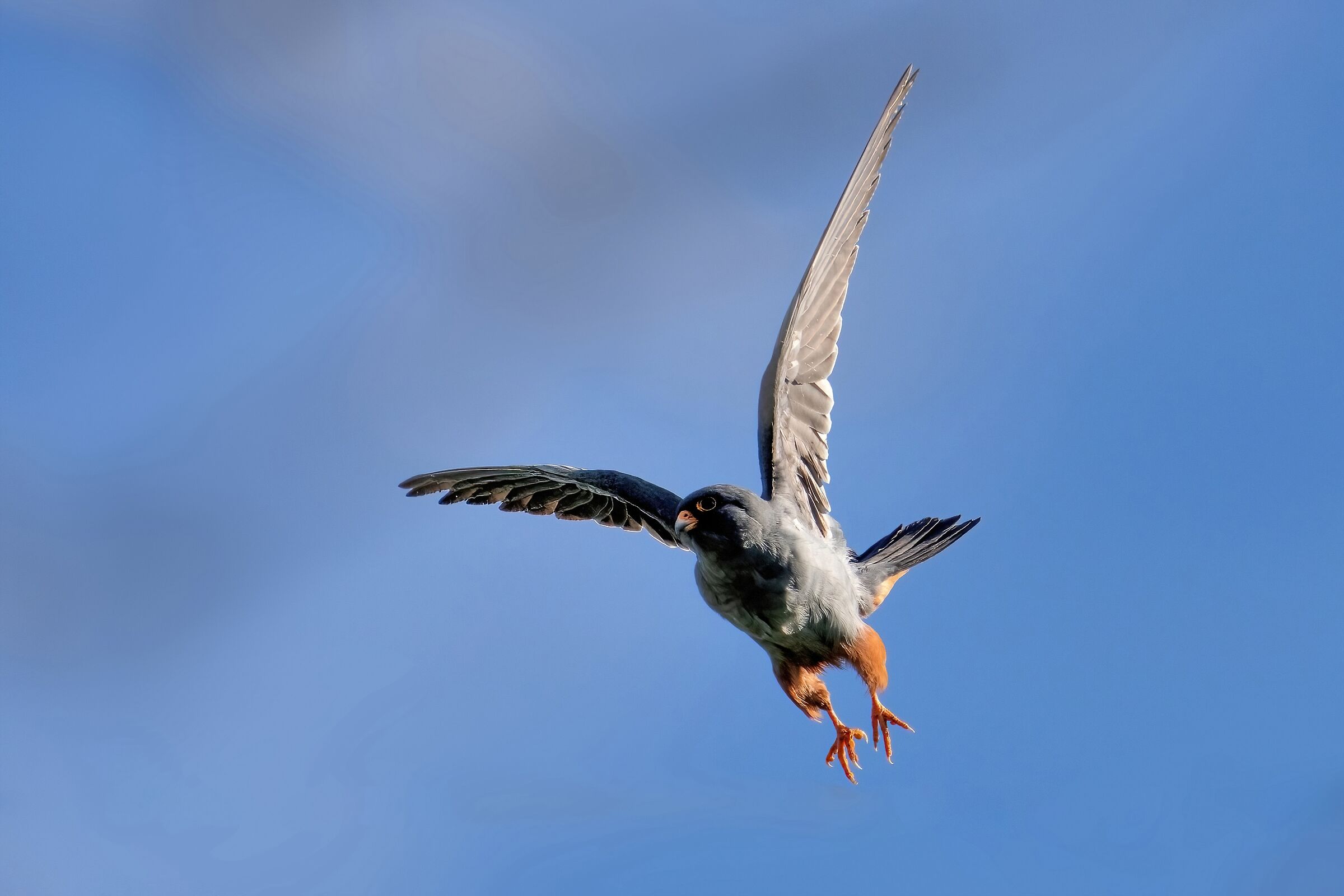 CUCKOOO FALCO (Falco vespertinus)