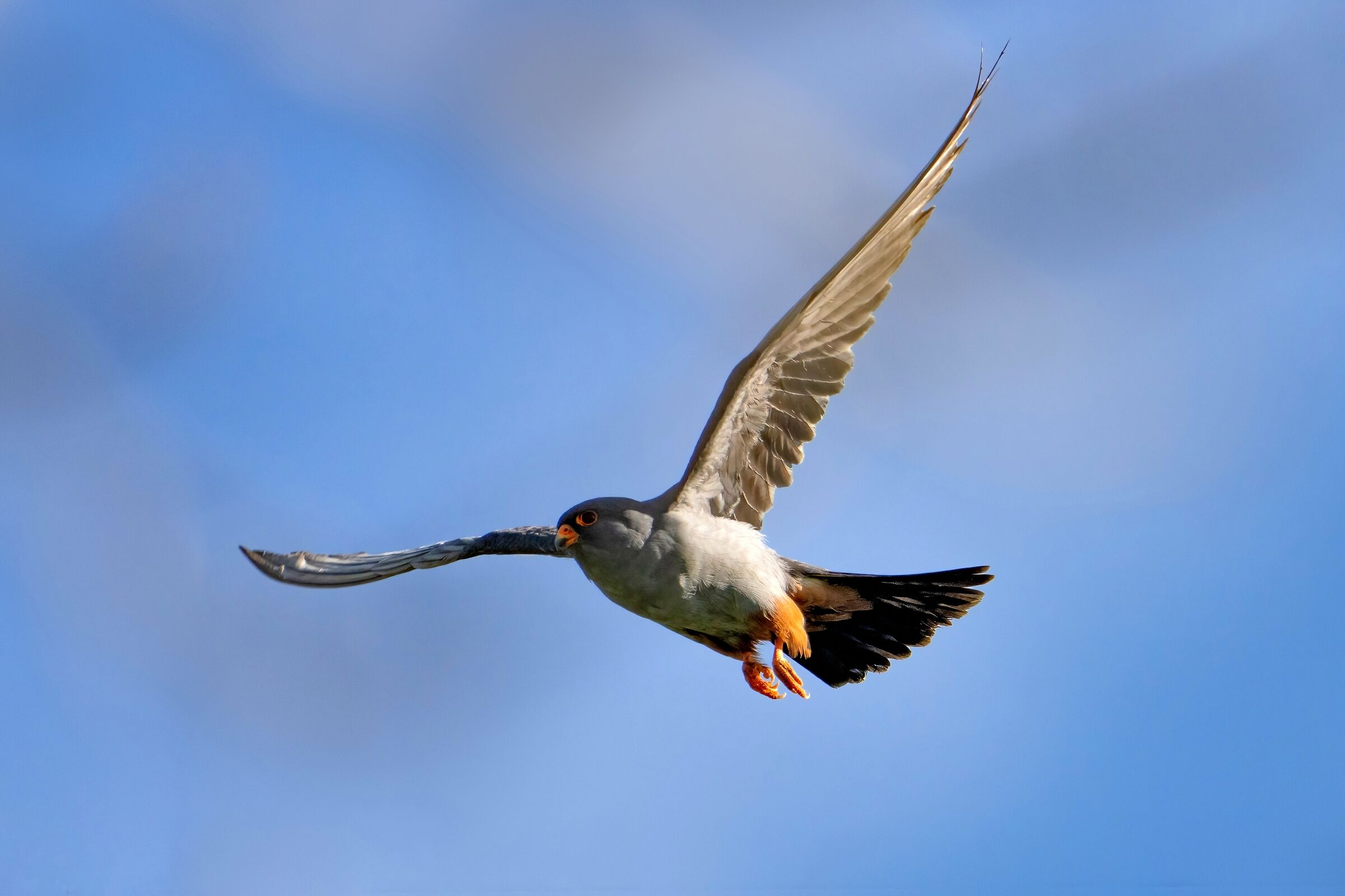 falco cuculo (falco vespertinus)