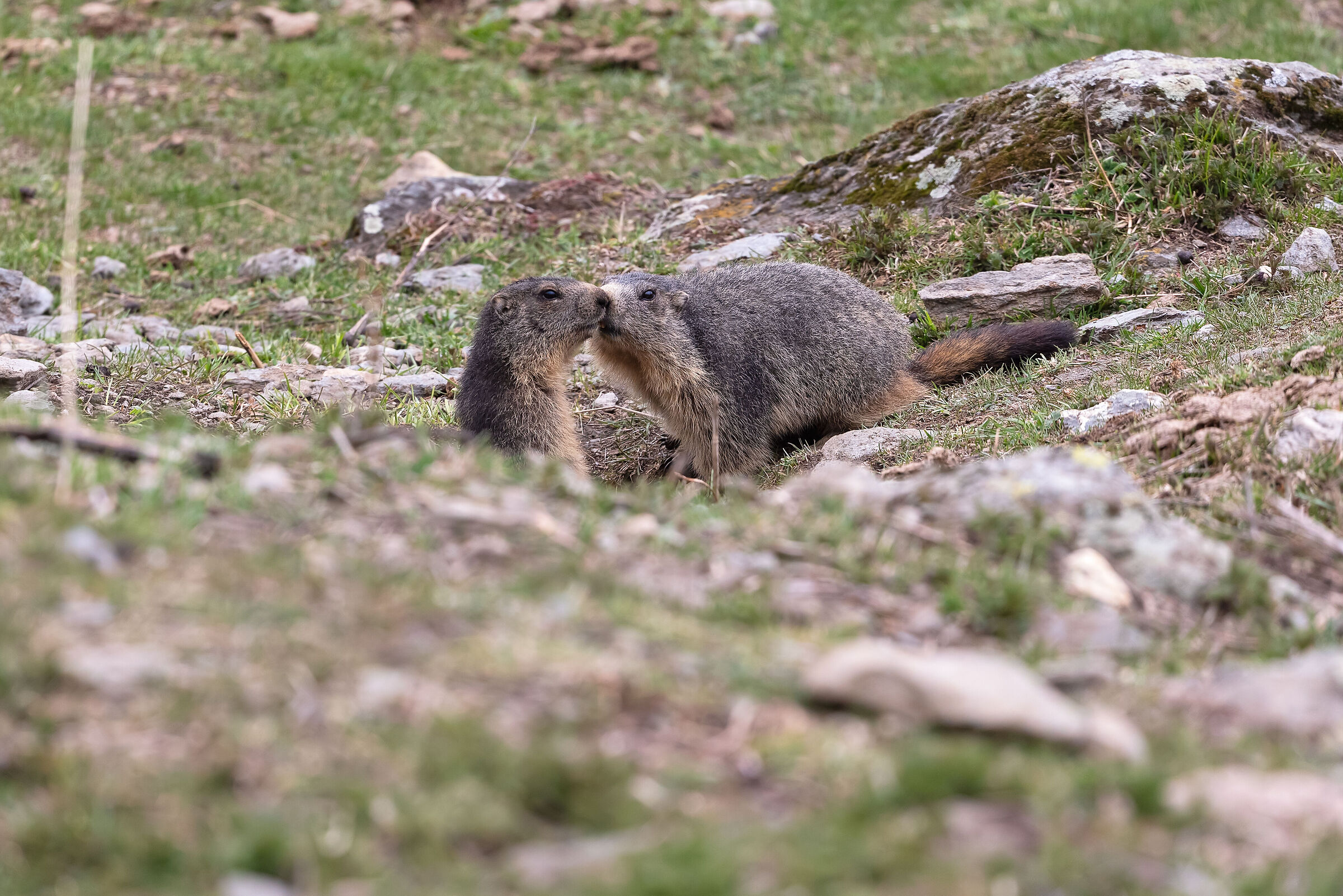 Marmot kiss