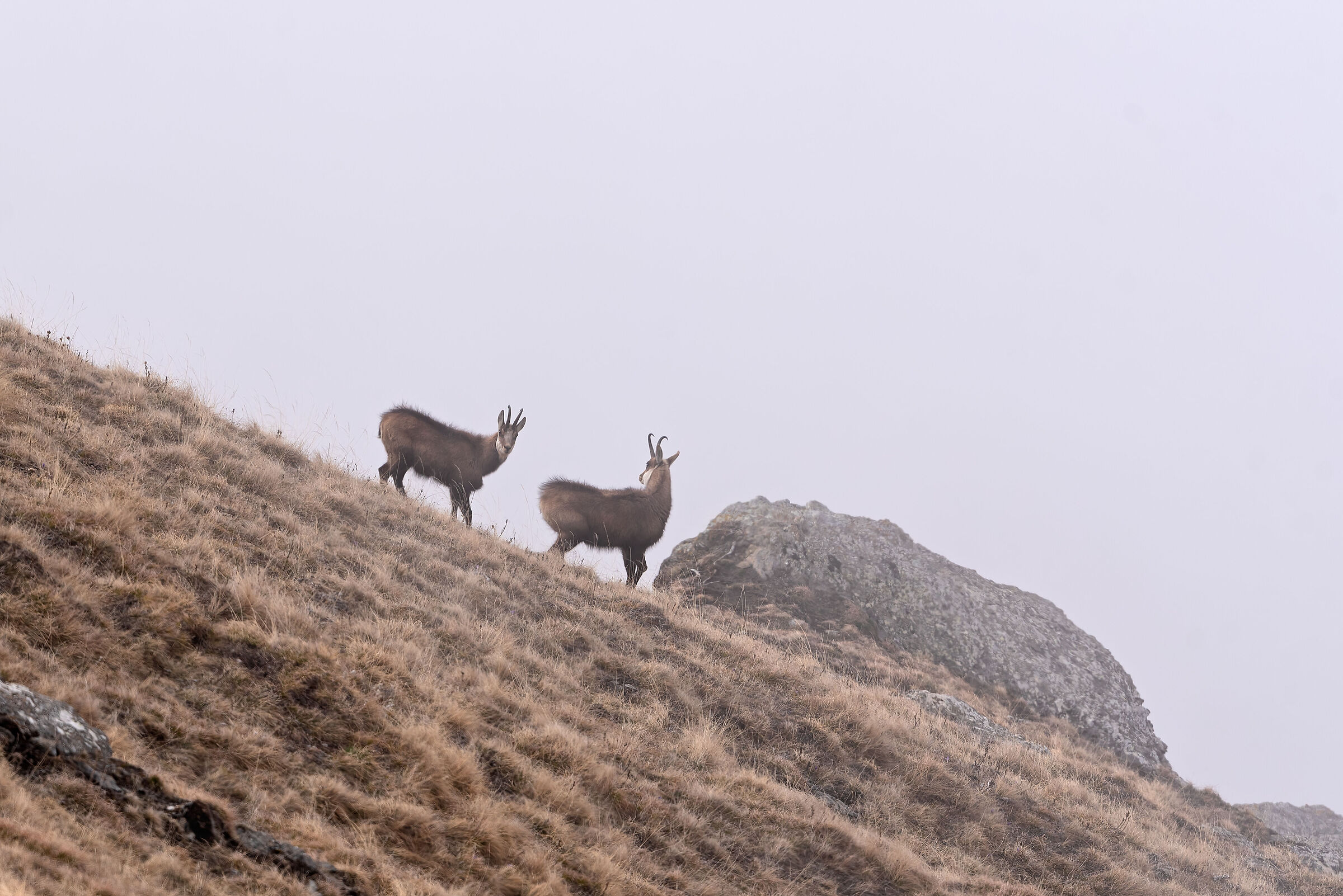 Camosci nella nebbia