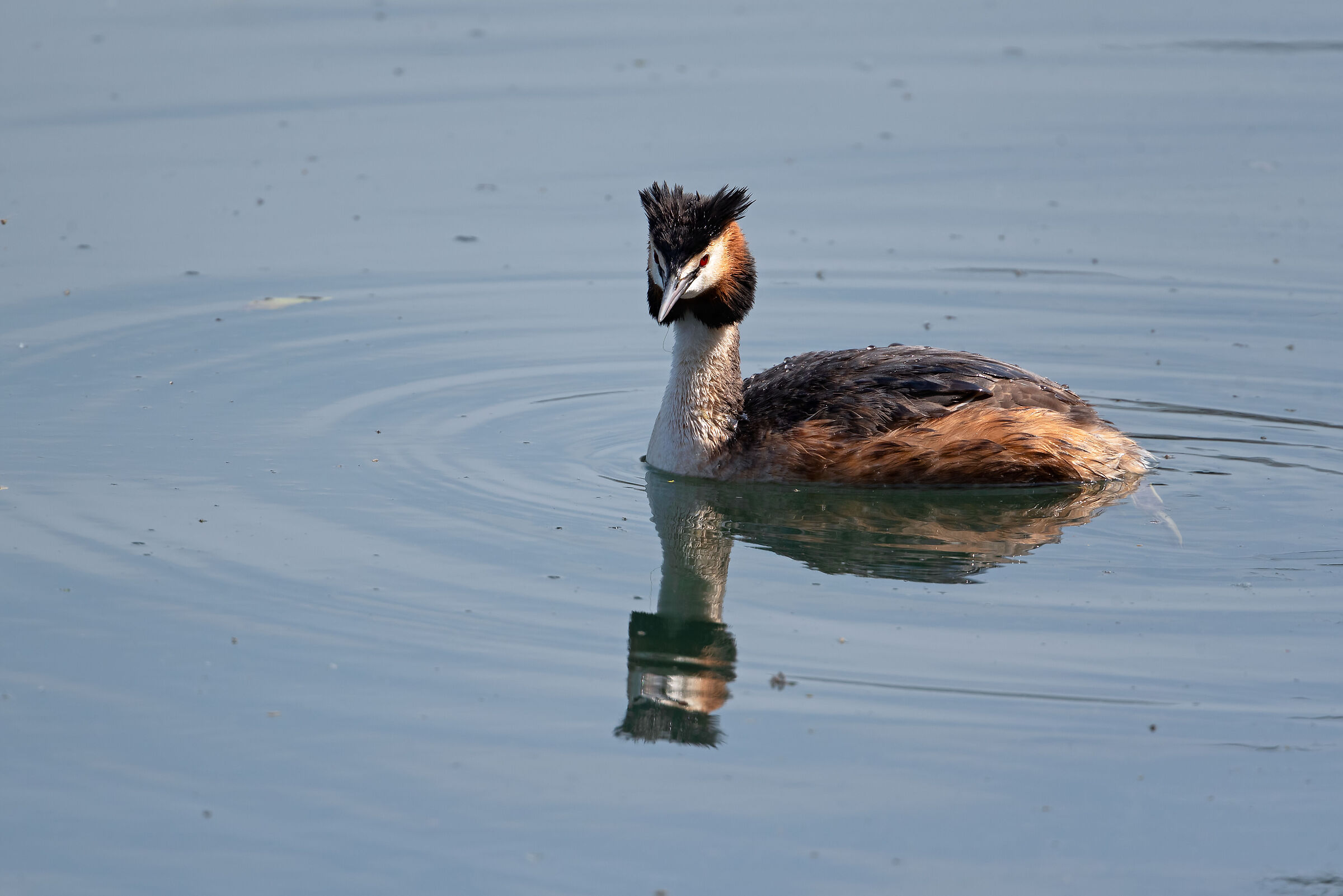 Svasso