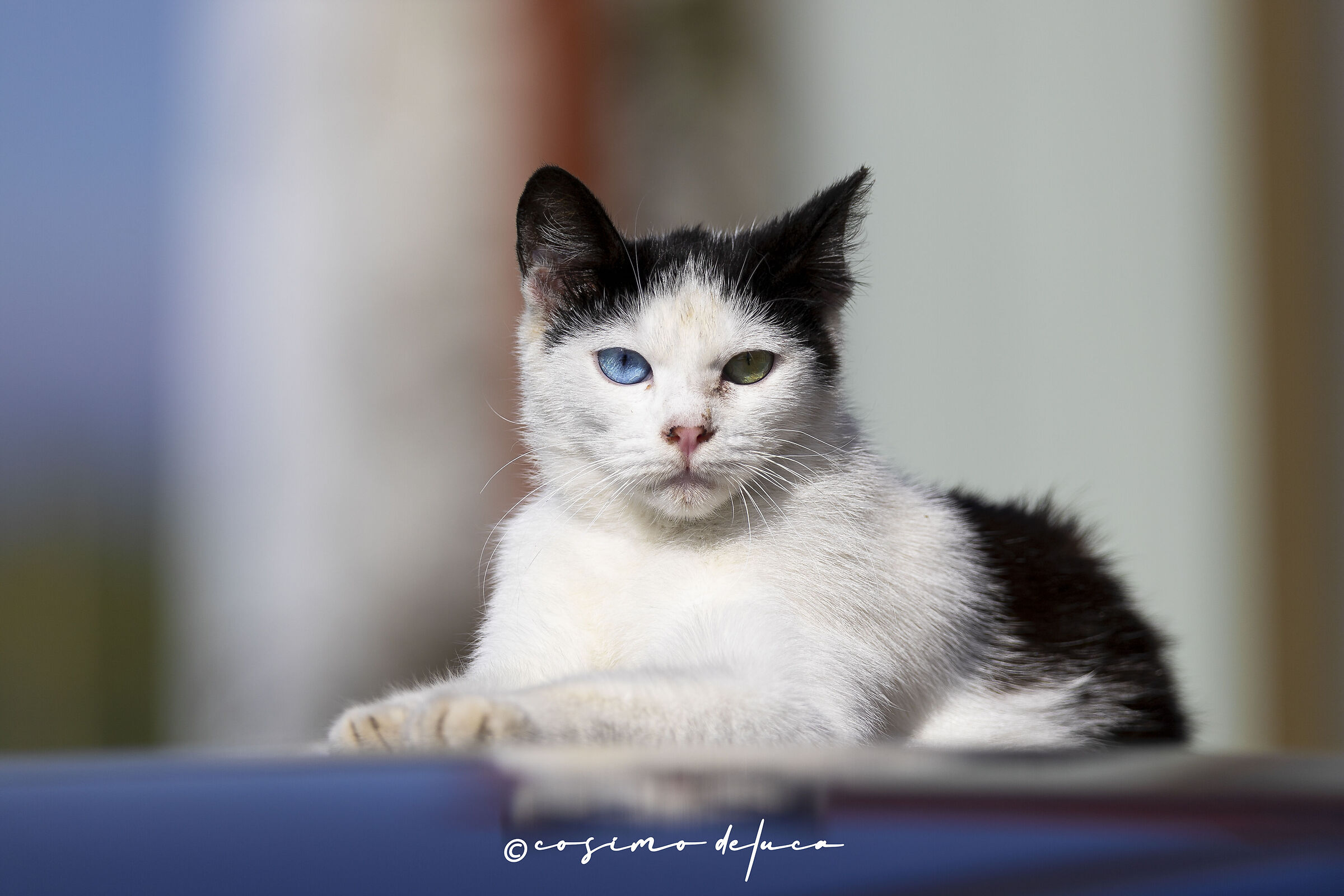 Heterochromies
