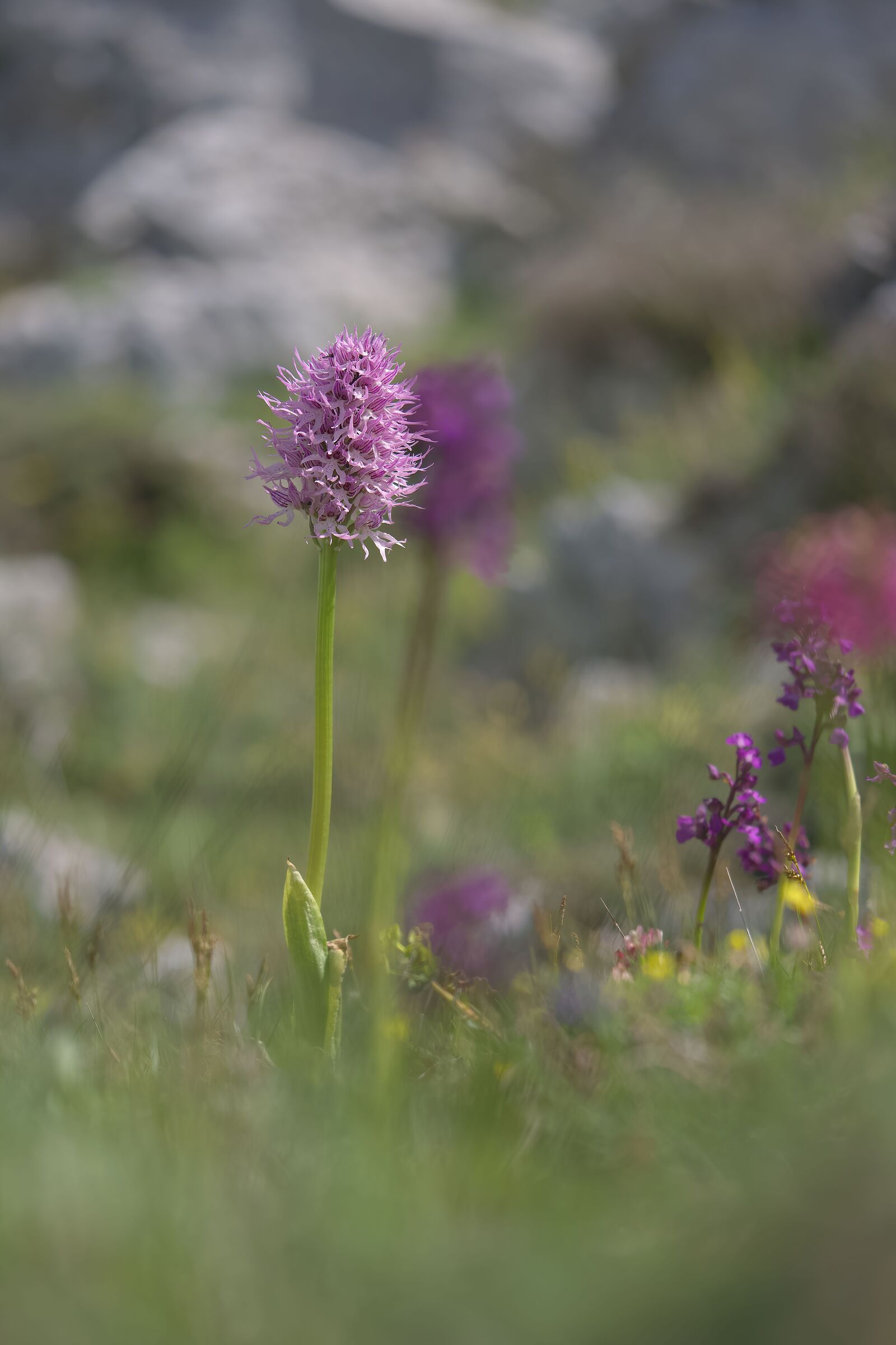 Orchis italica
