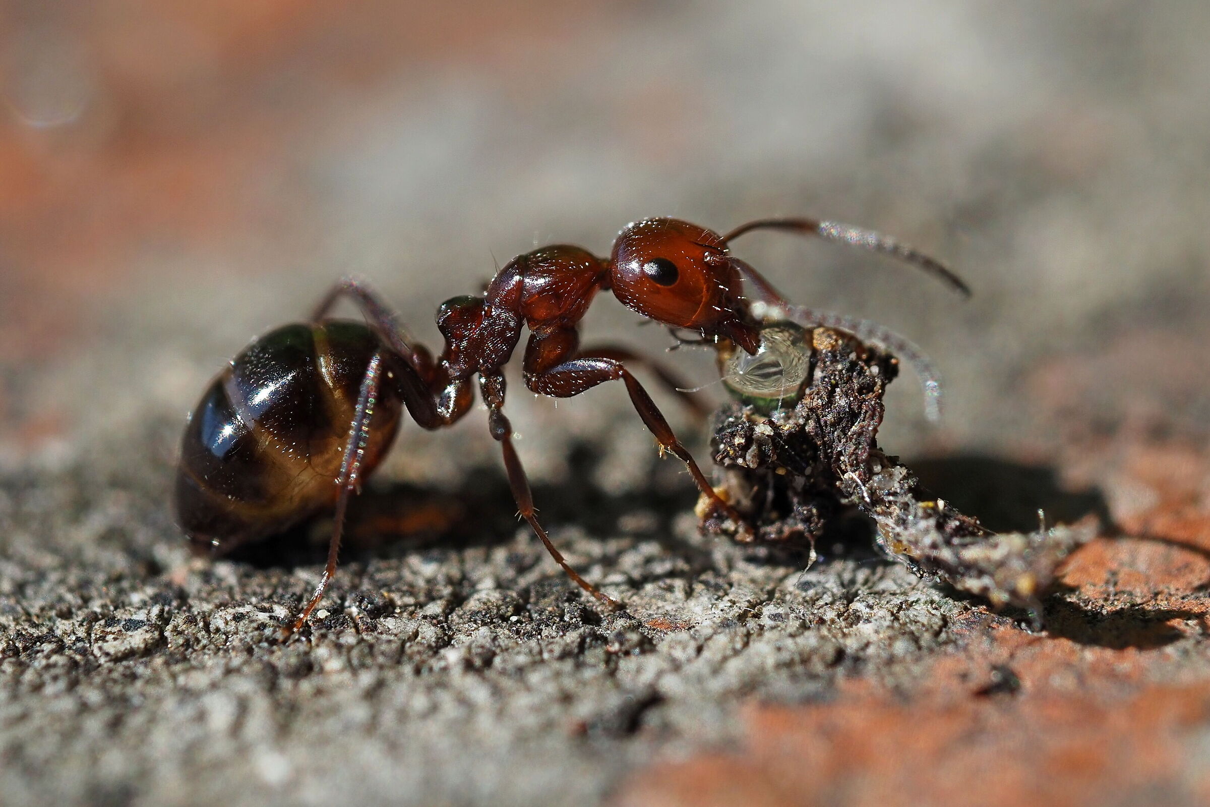 Camponotus lateralis while drinking
