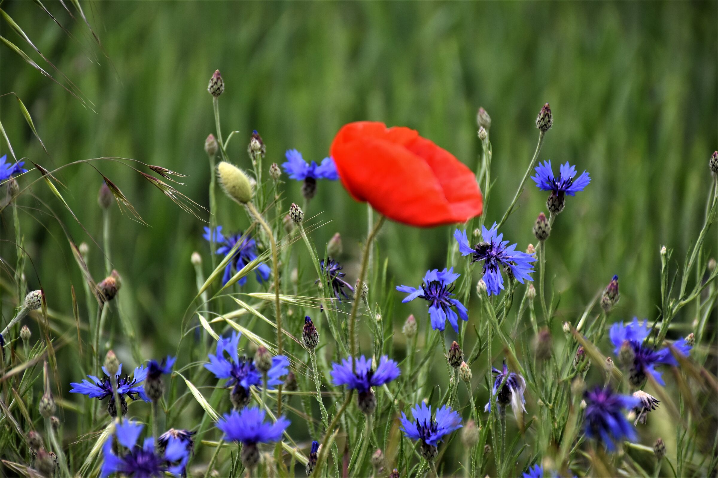 Papaveri e fiordalisi