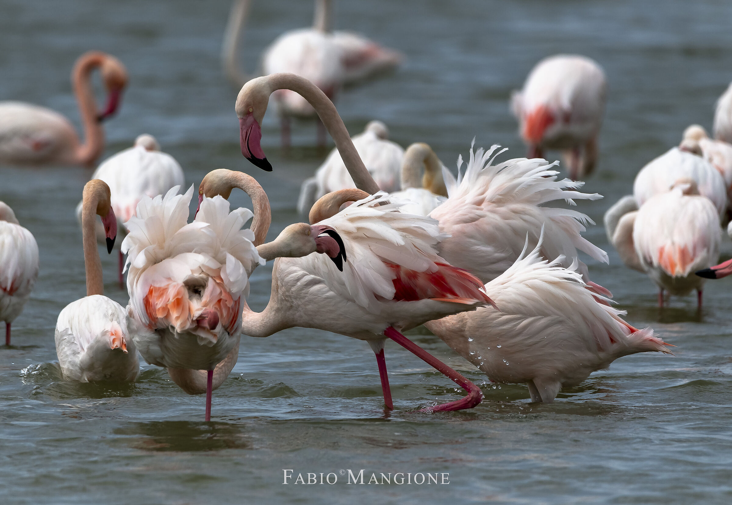 Flamingos skirmishes