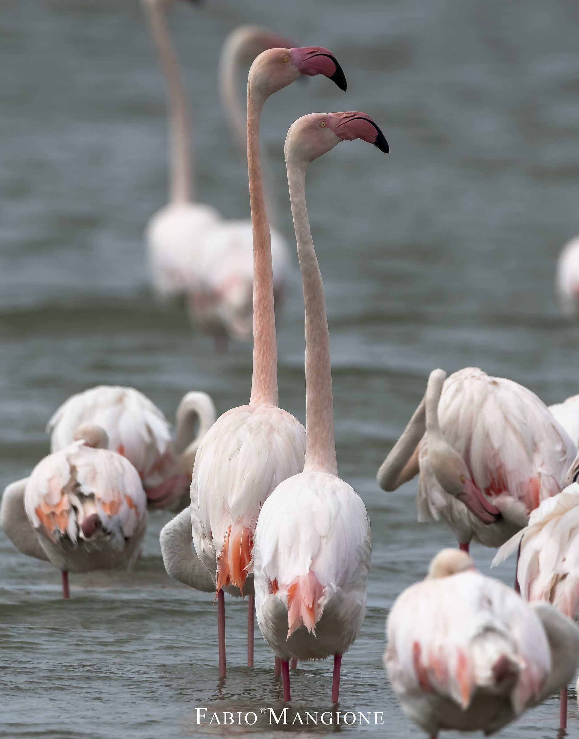Flamingos lined up