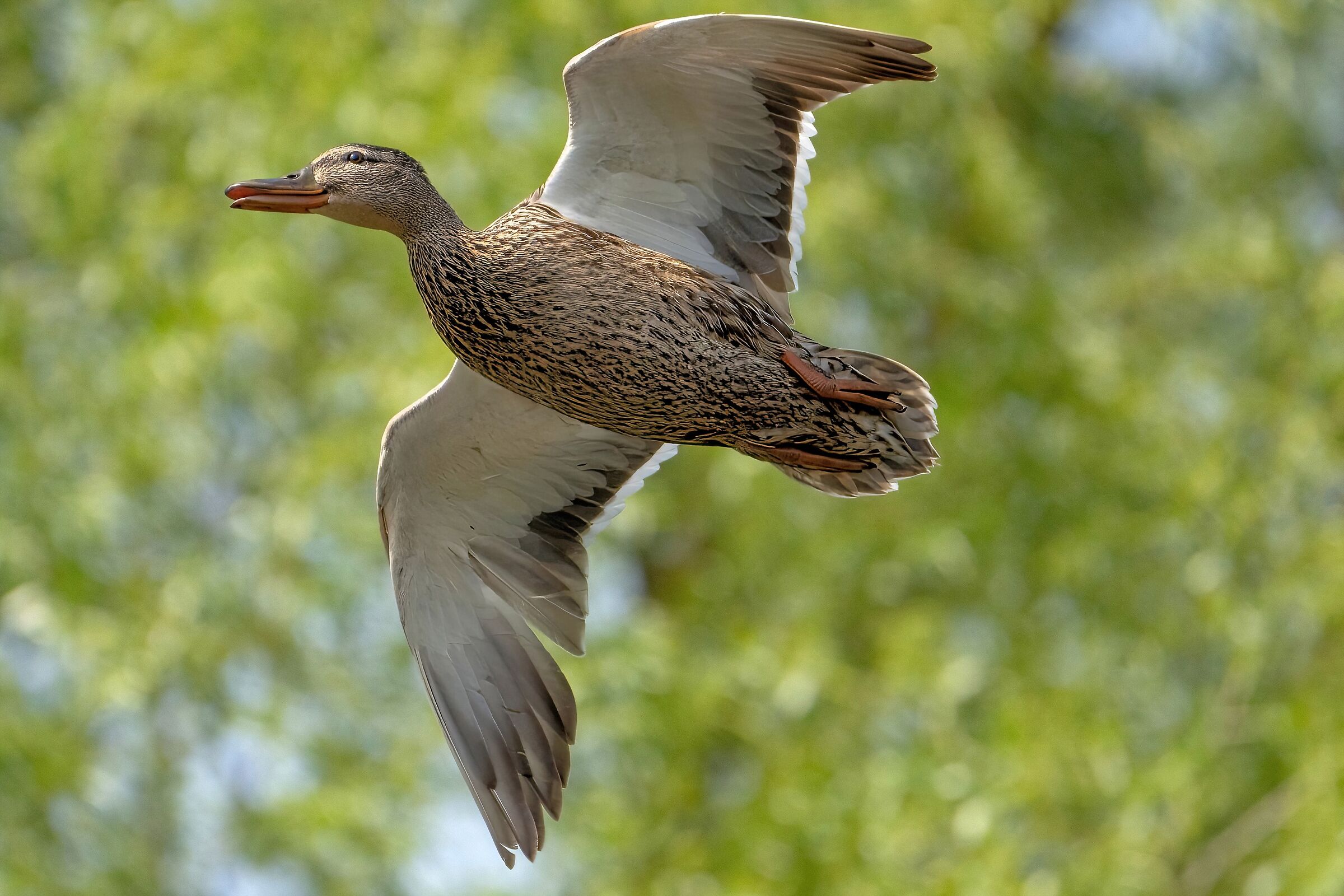 Female Mallard
