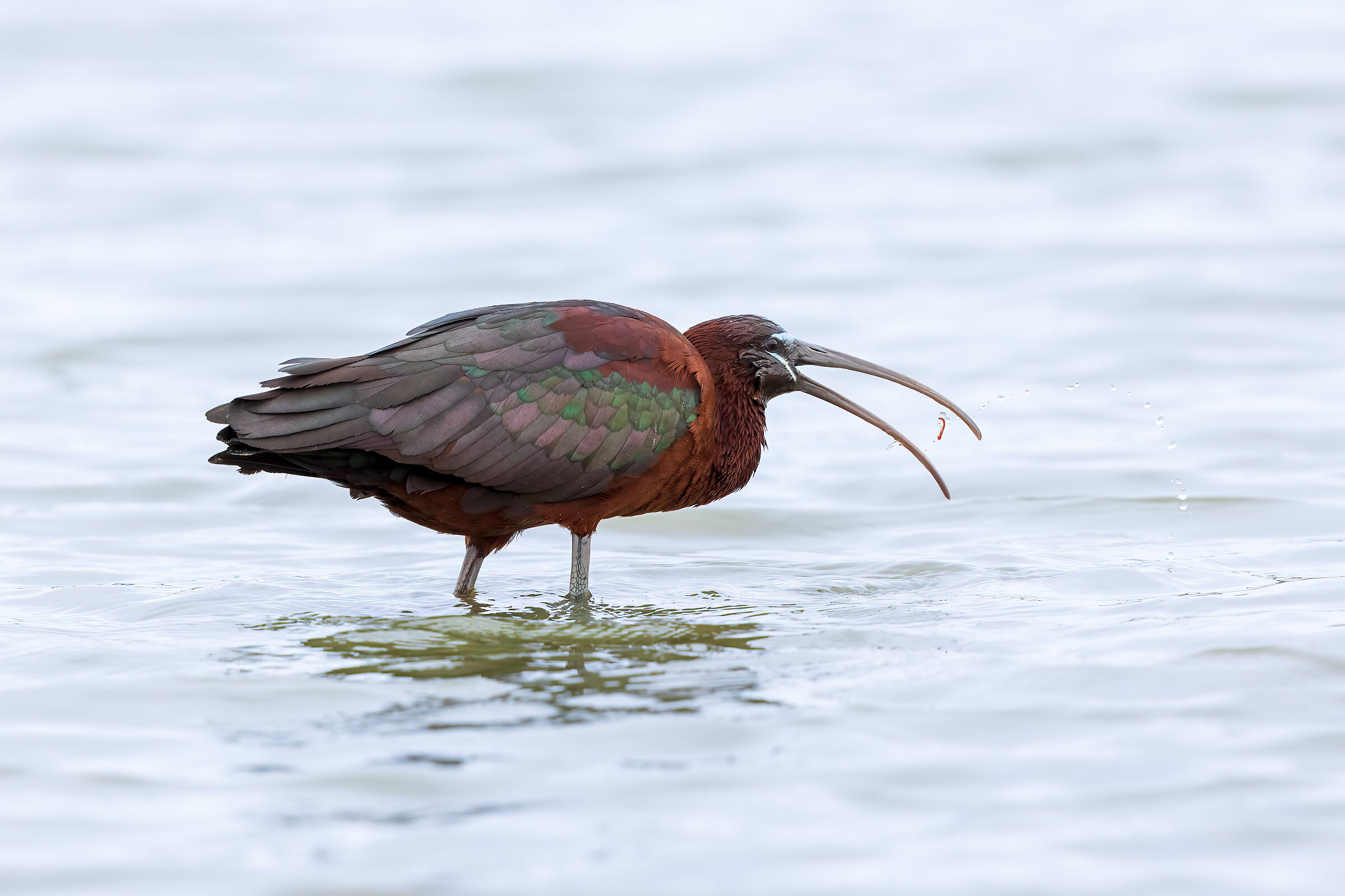Camargue aprile 2023 Mignattaio