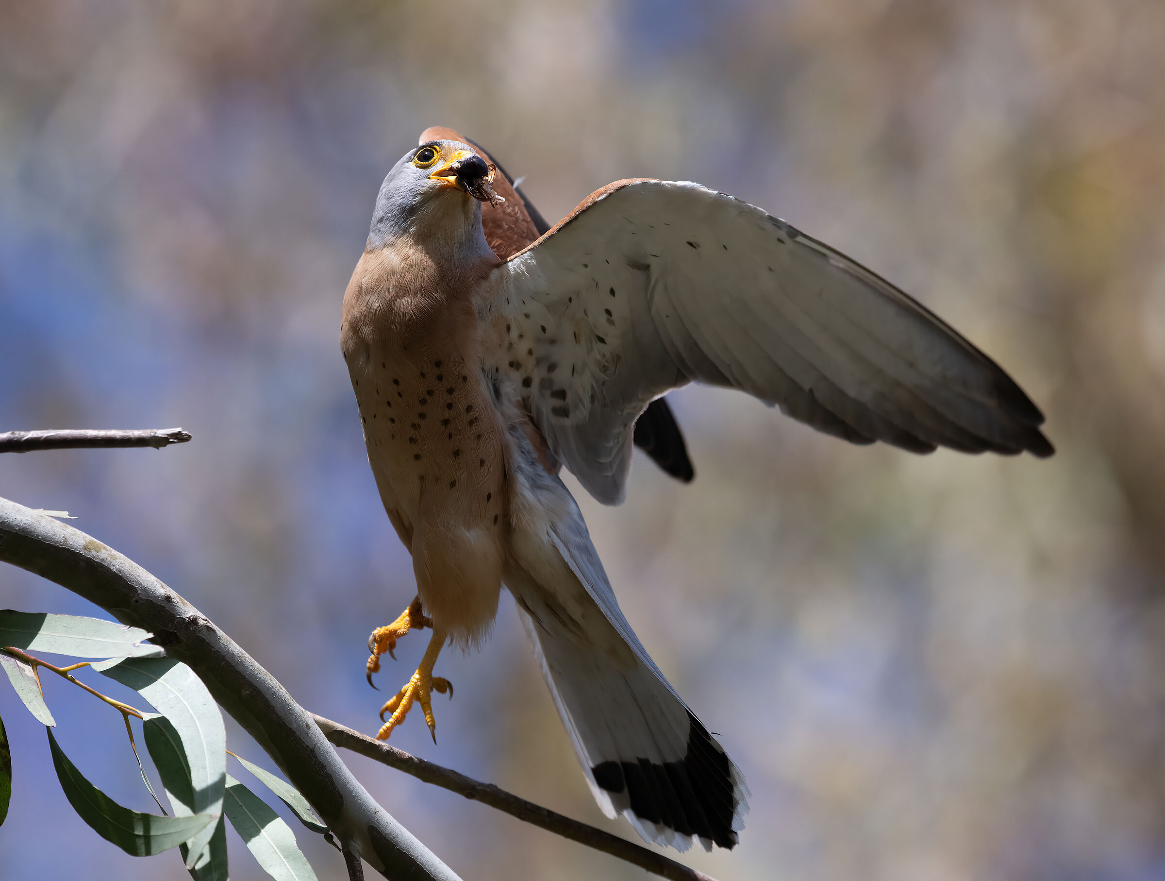 Lesser Kestrel